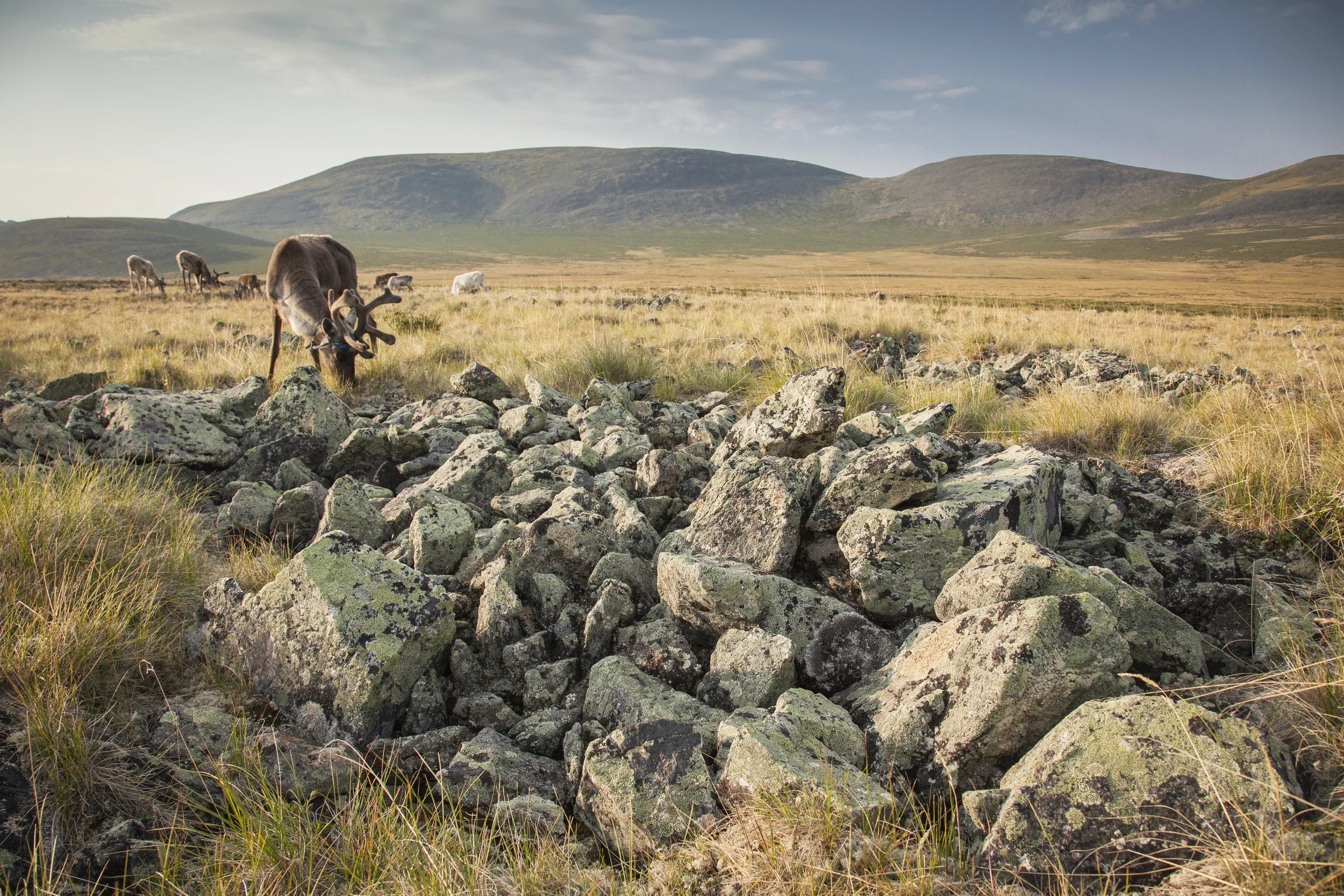 201406123 Reindeer herders_1391.jpg