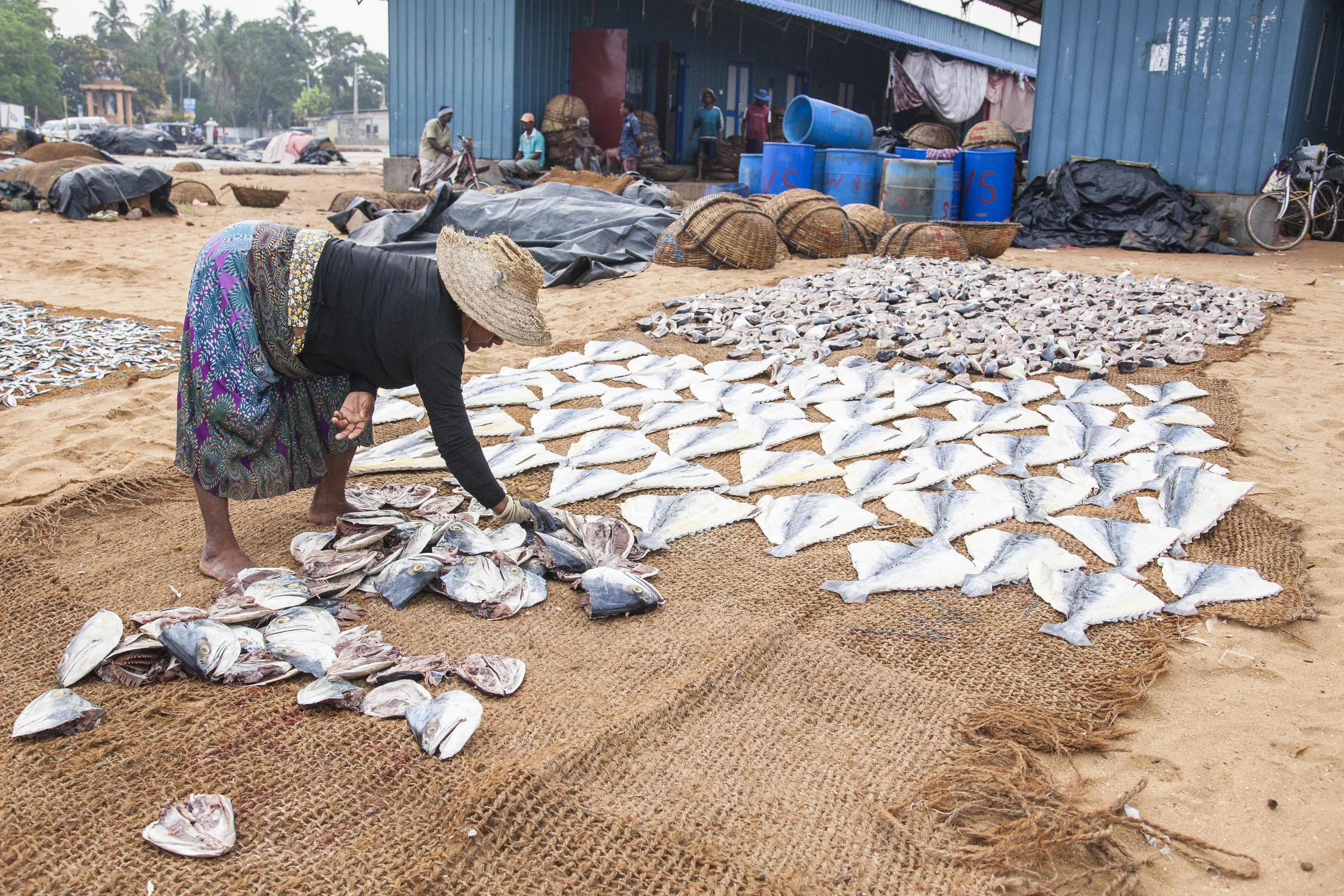 20140603 Negambo-7309.jpg