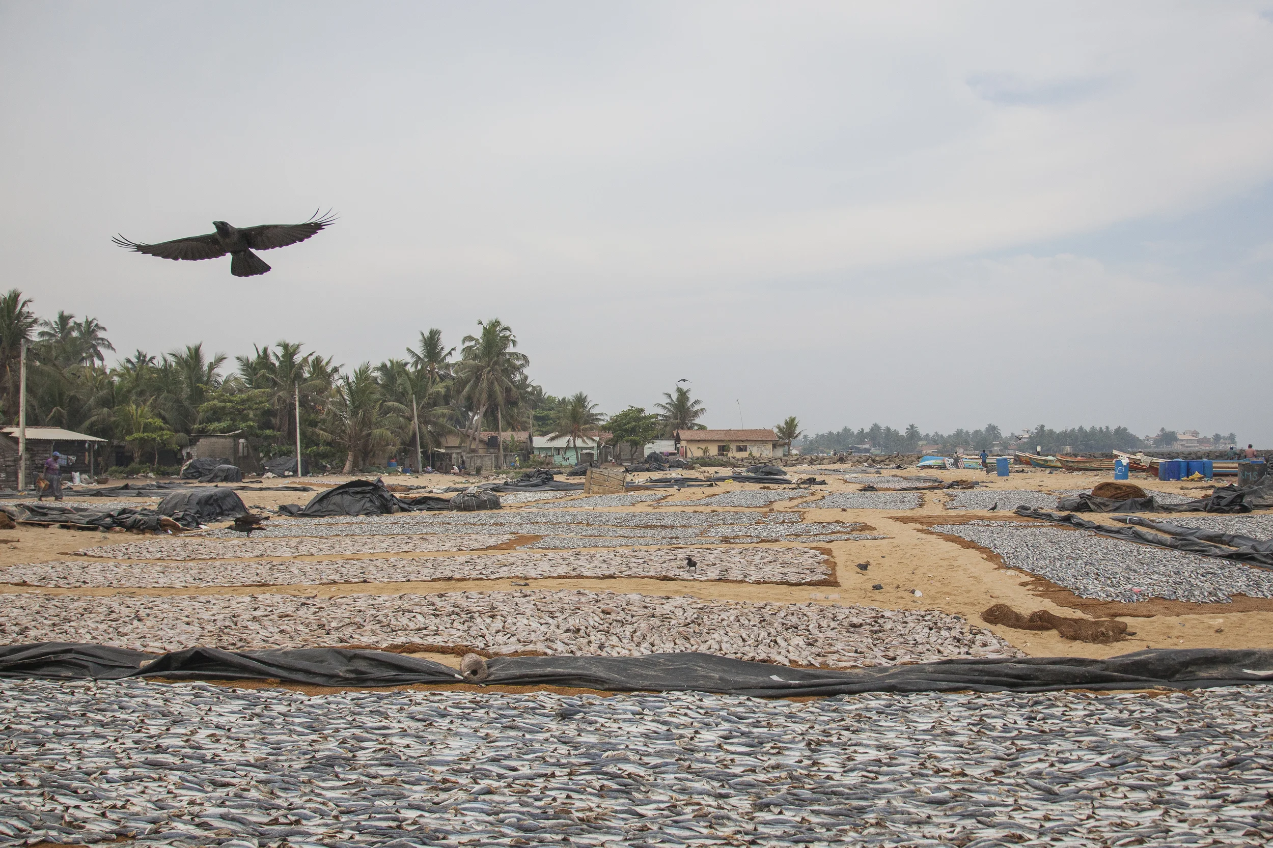 20140603 Negambo-7295.jpg