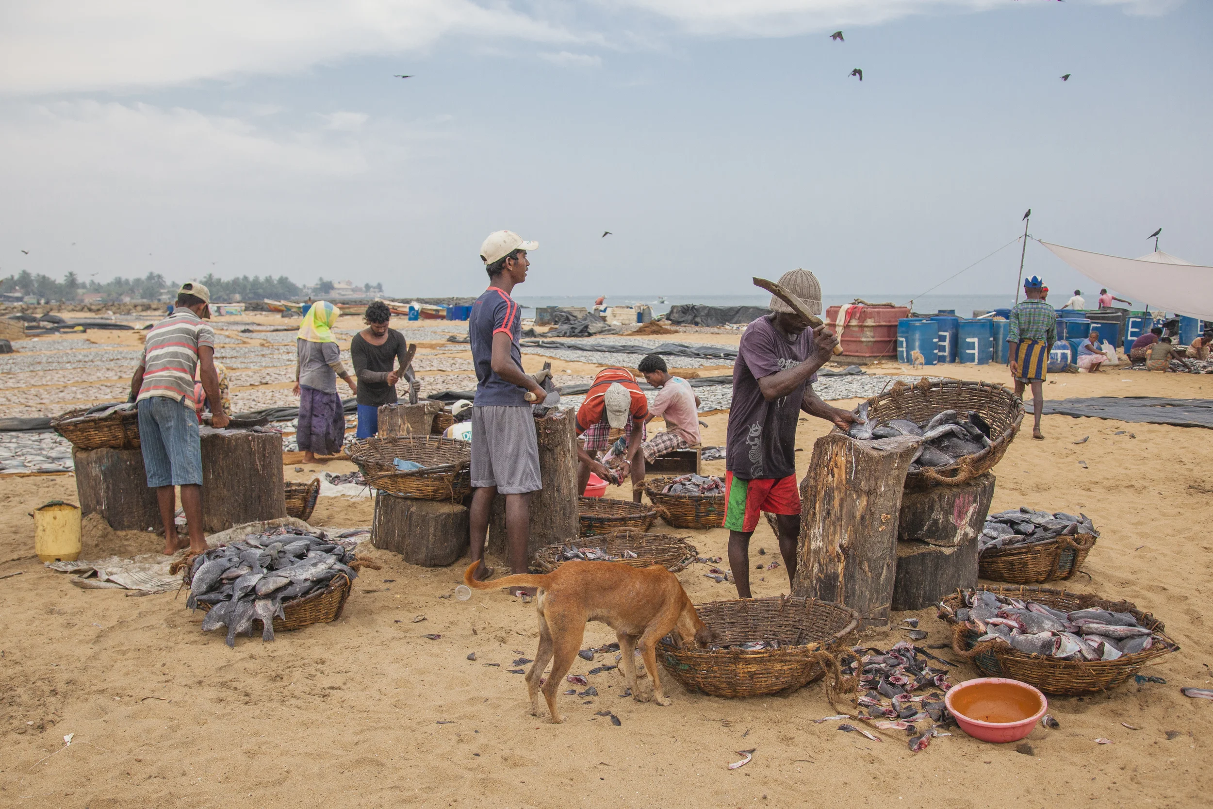 20140603 Negambo-7271.jpg