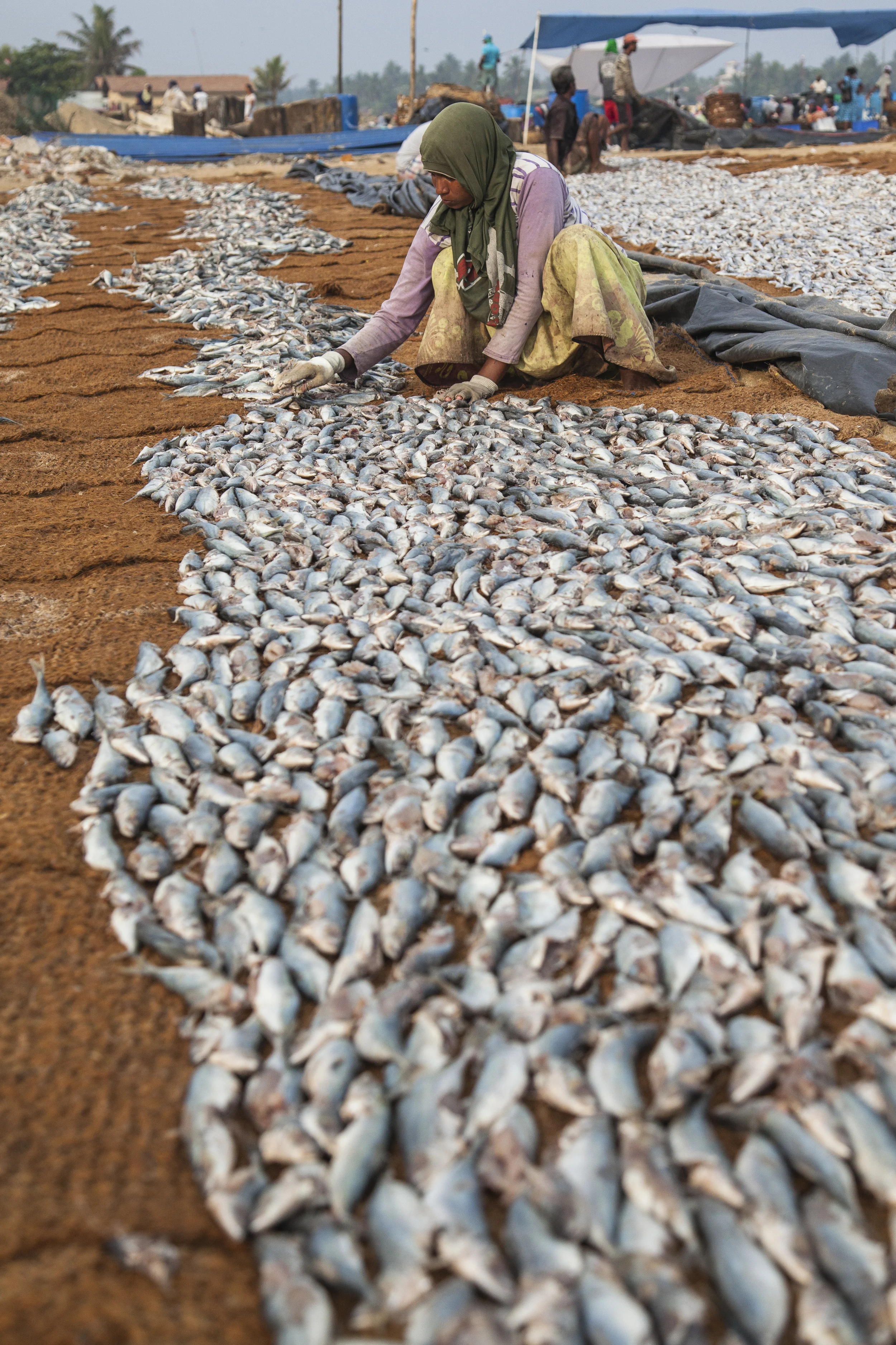 20140603 Negambo-7222.jpg