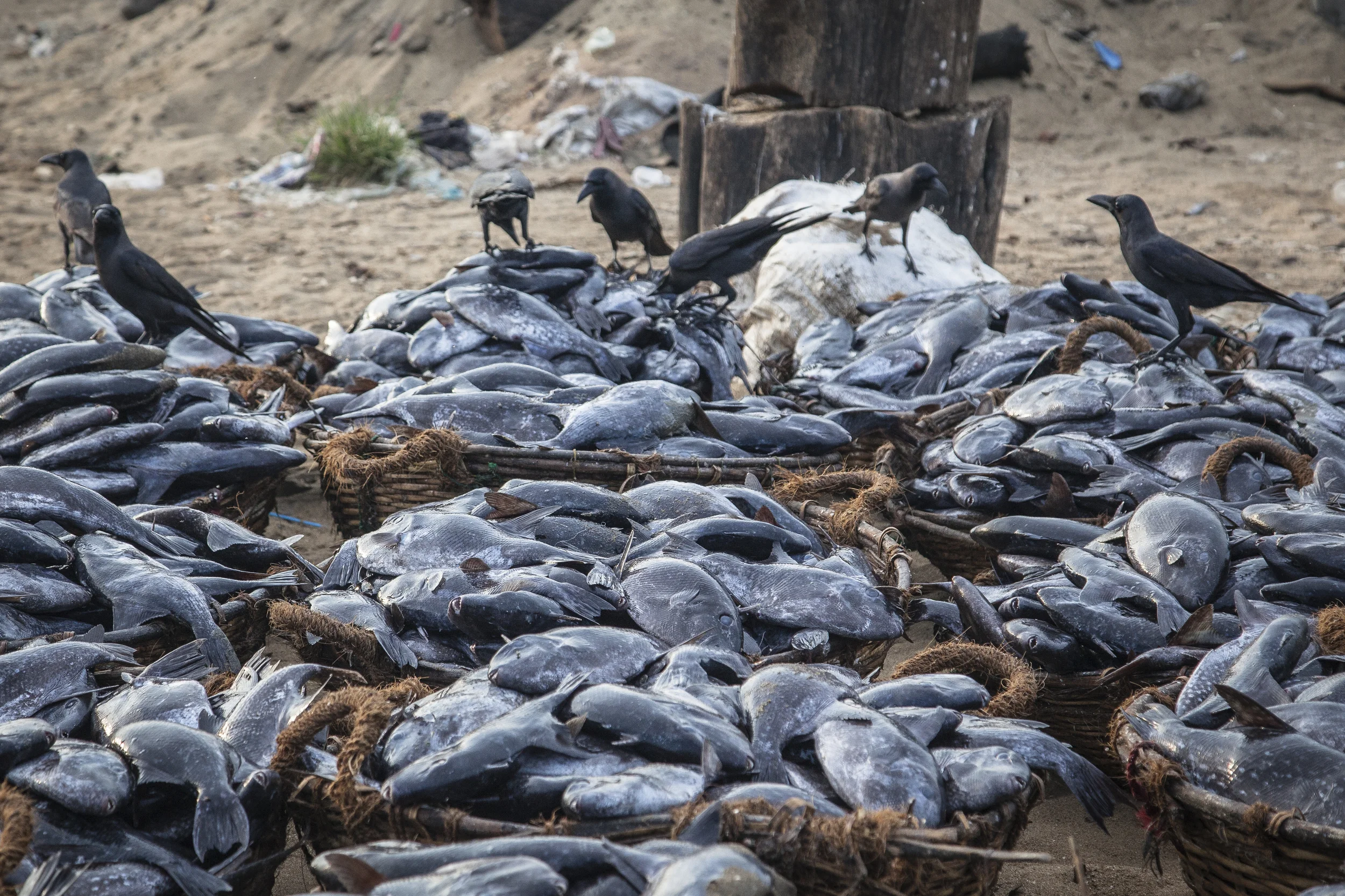 20140603 Negambo-7137.jpg