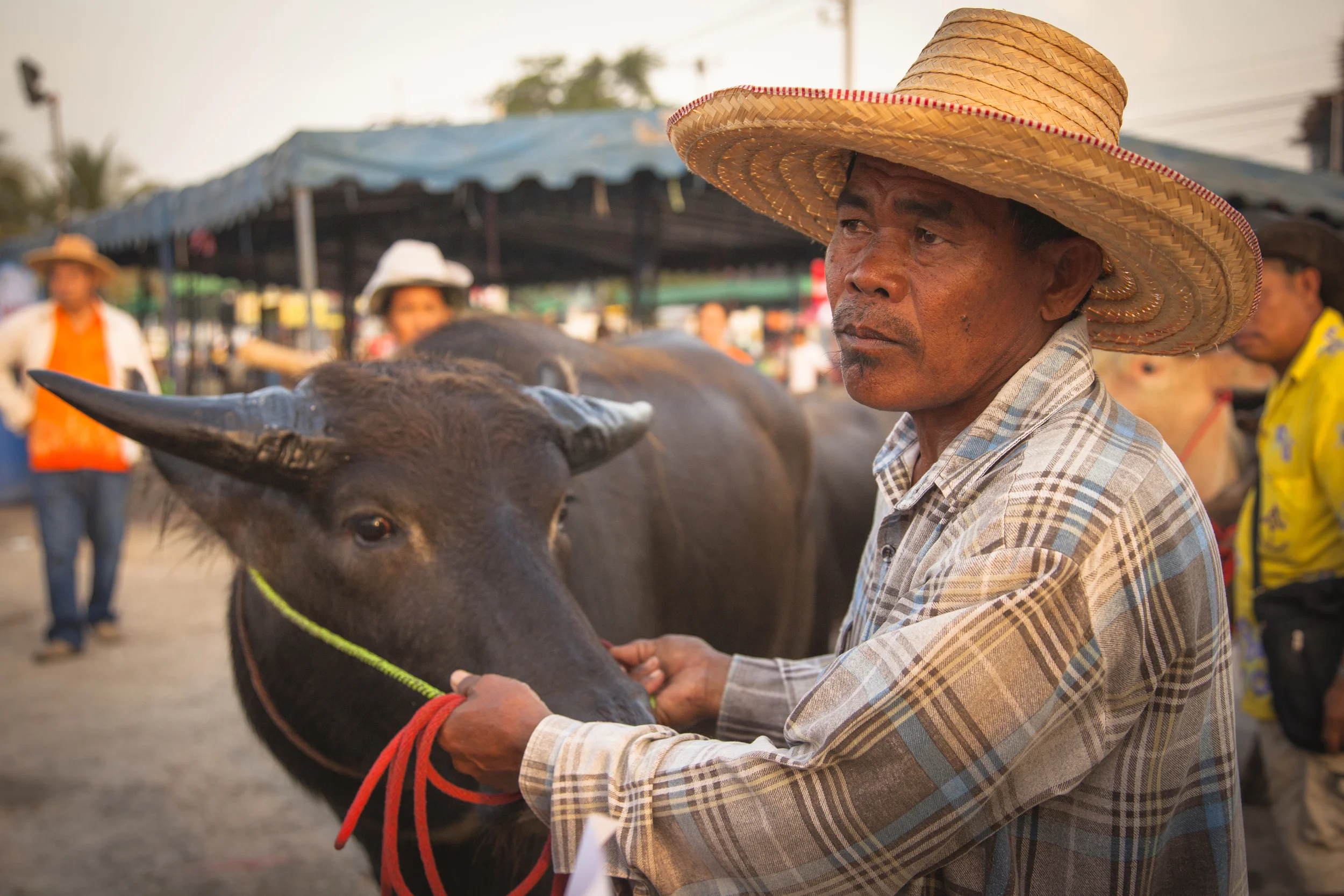 201407121 Buffalo_5200.jpg