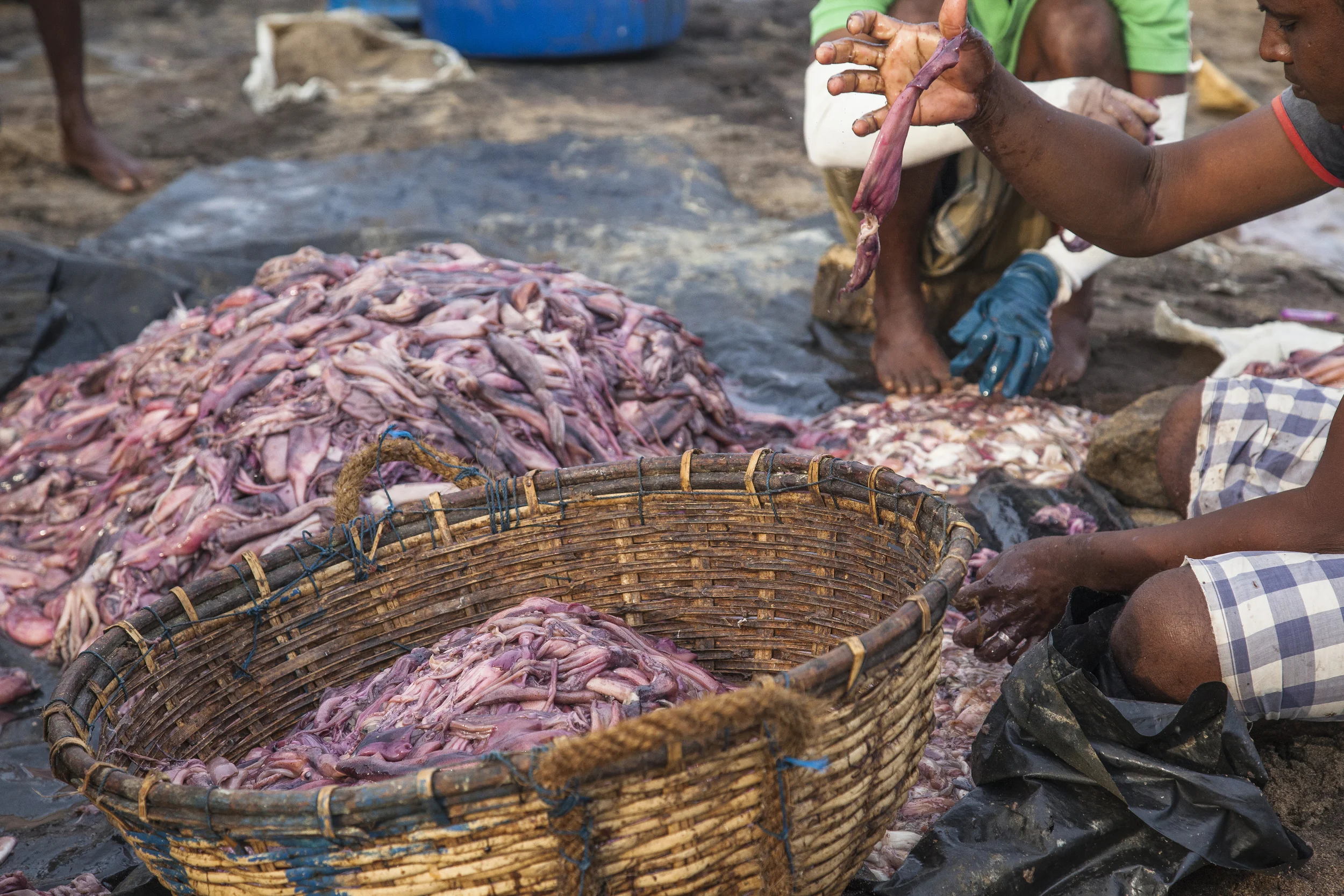 20140603 Negambo-7241.jpg