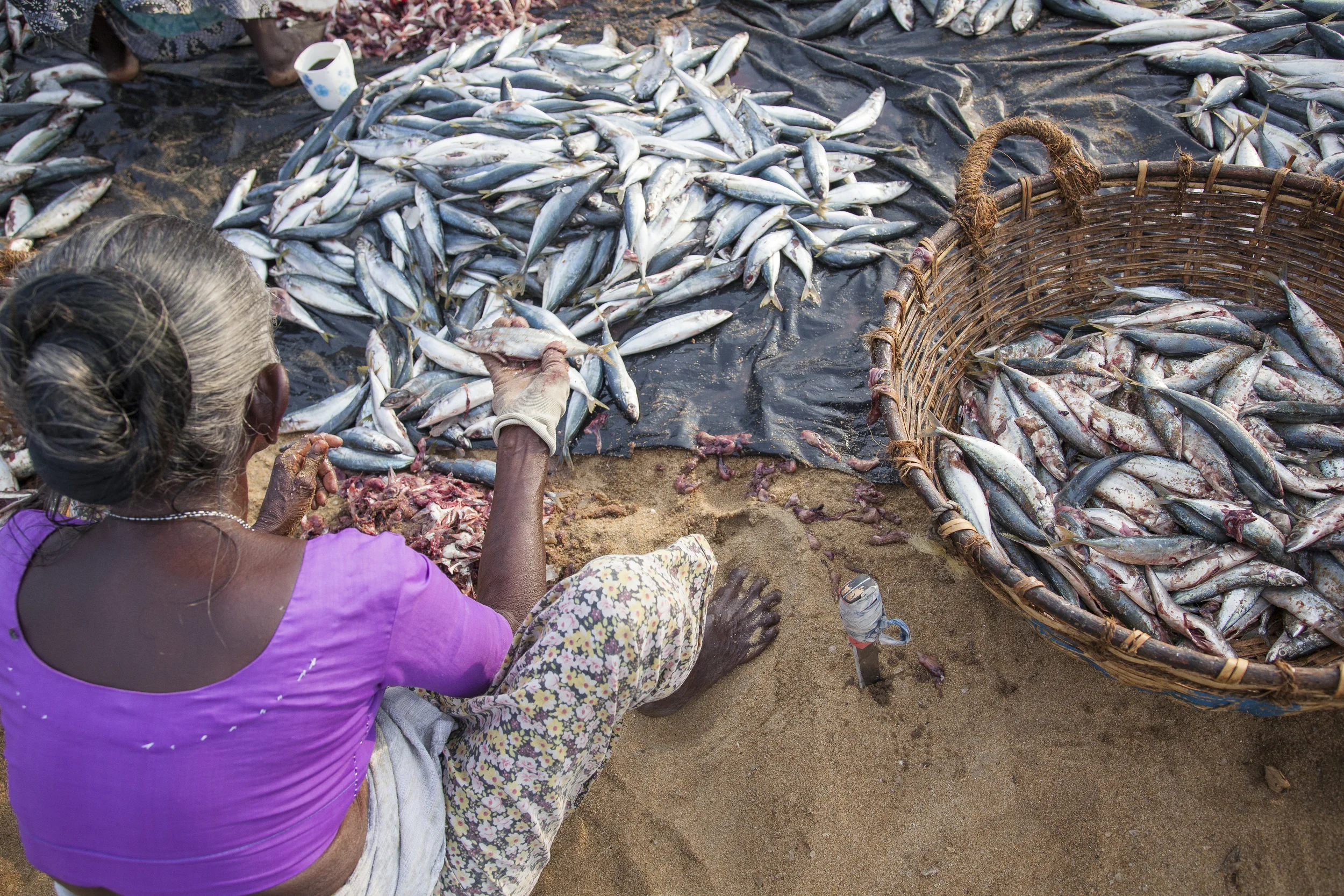 20140603 Negambo-7165.jpg