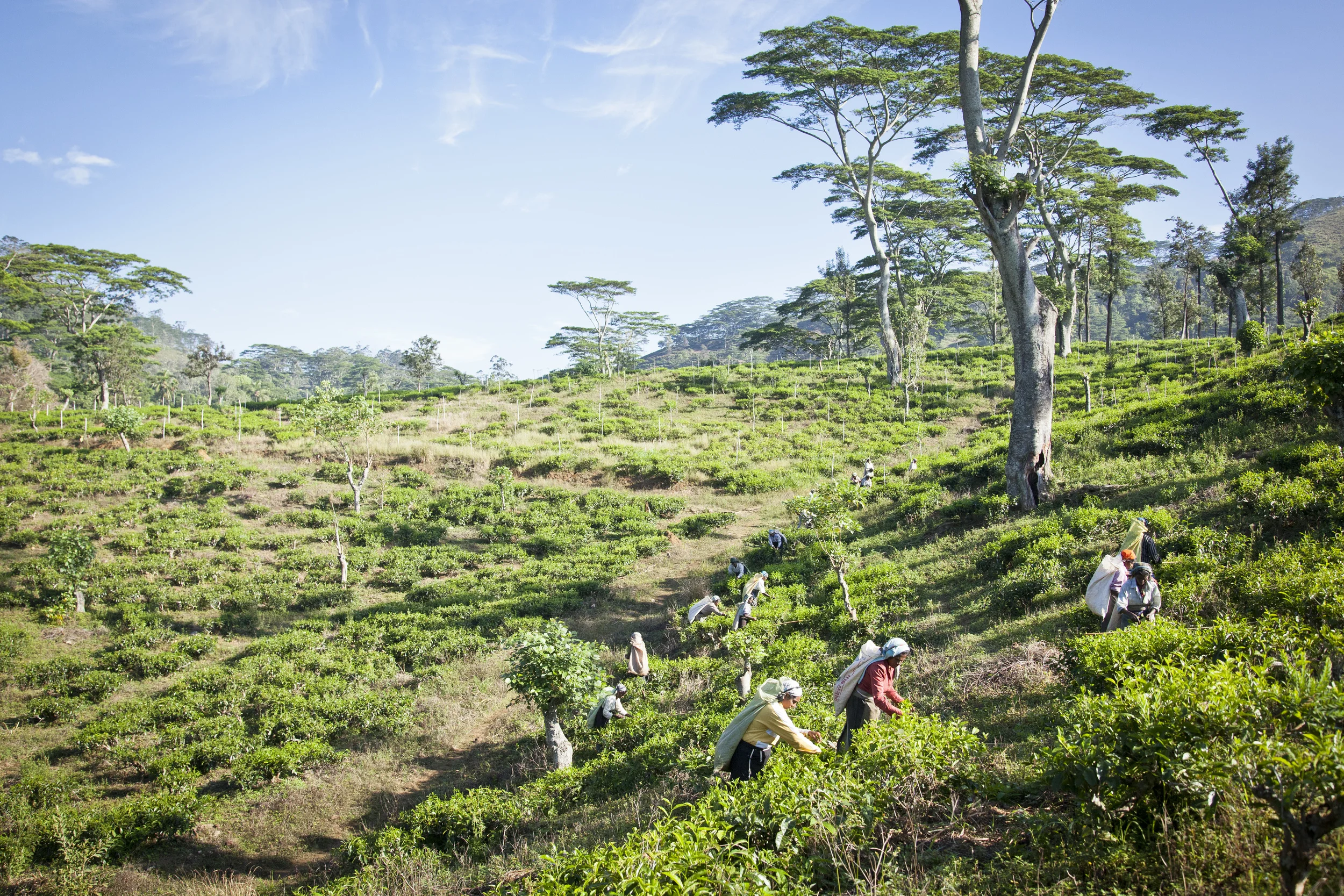 20130514 Sri Lankan Tea ladies-6589.jpg