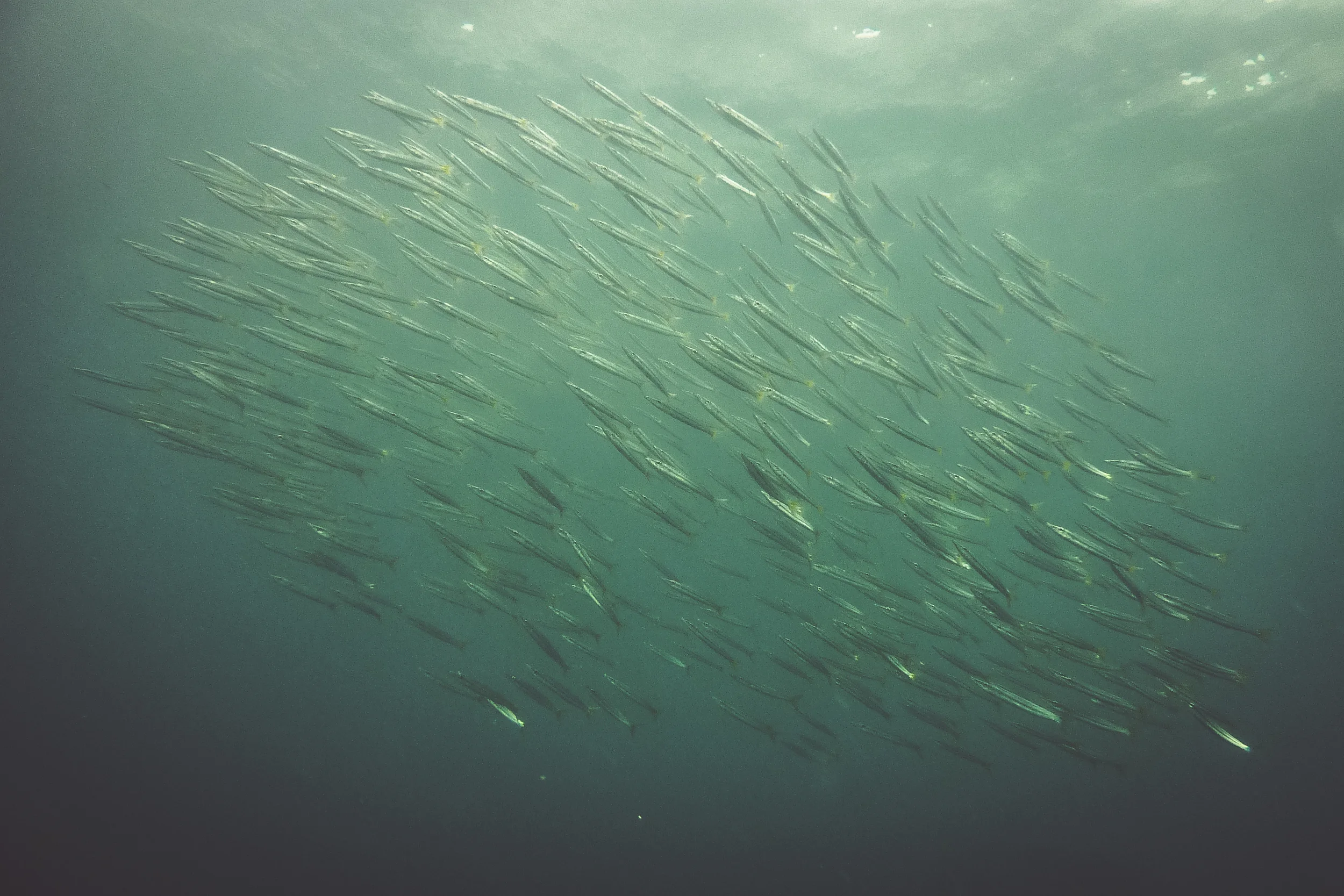 201407125 Underwater_1220380.jpg