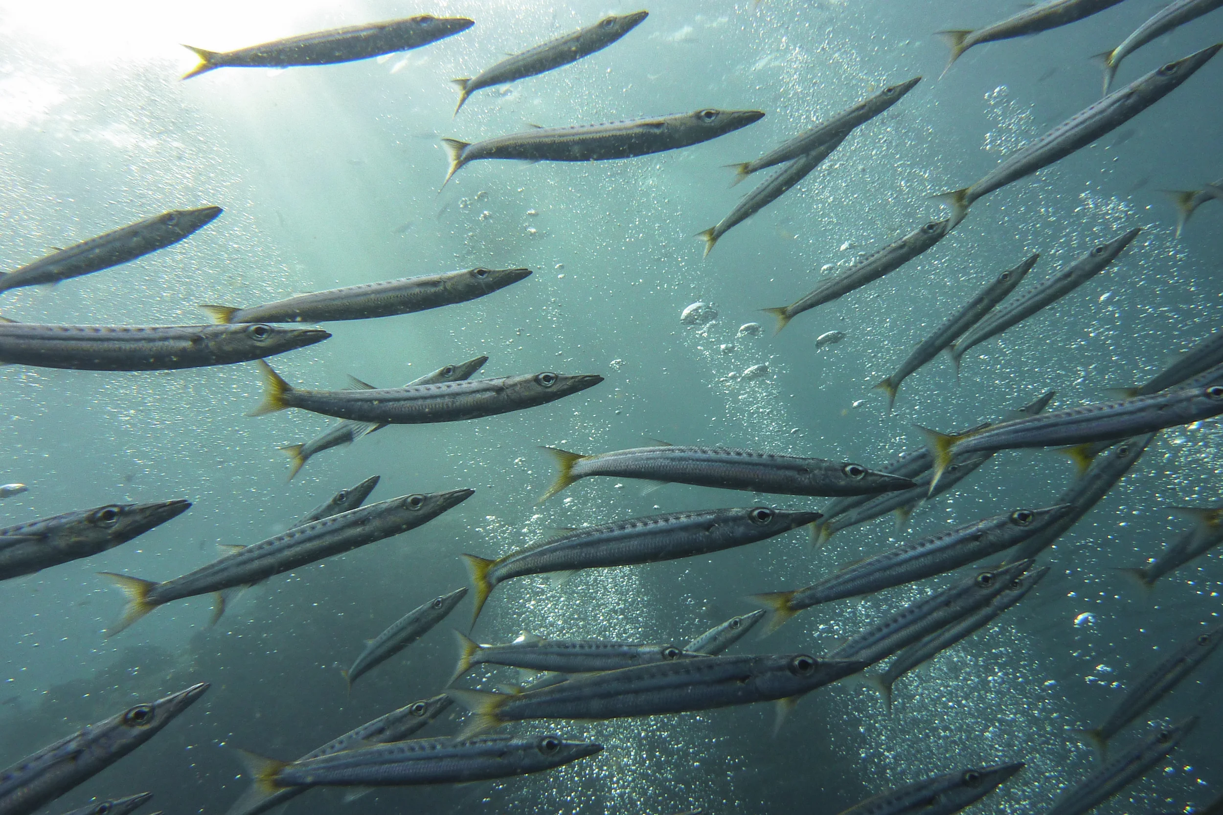 201407125 Underwater_1240344.jpg