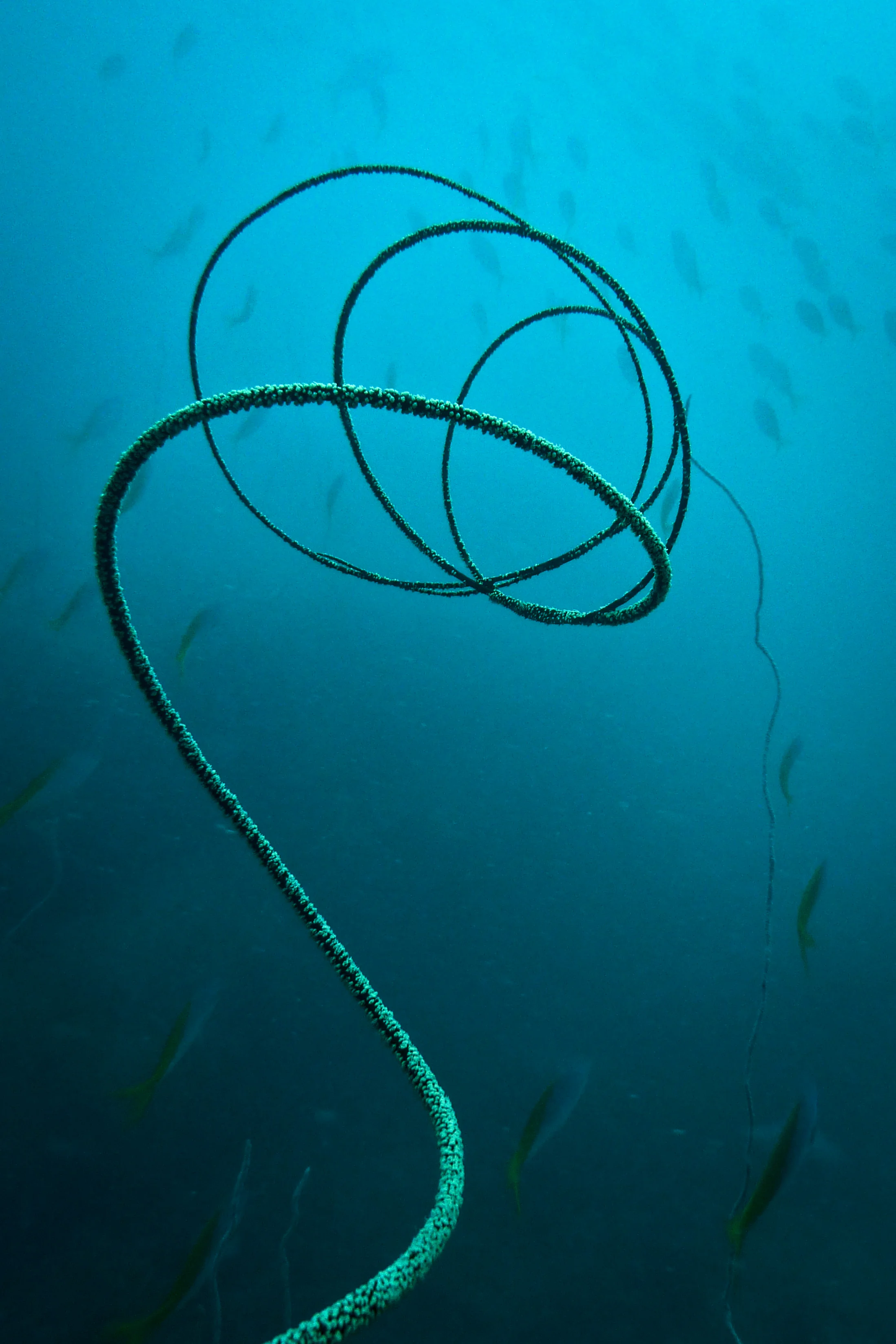 201407125 Underwater_1220223.jpg