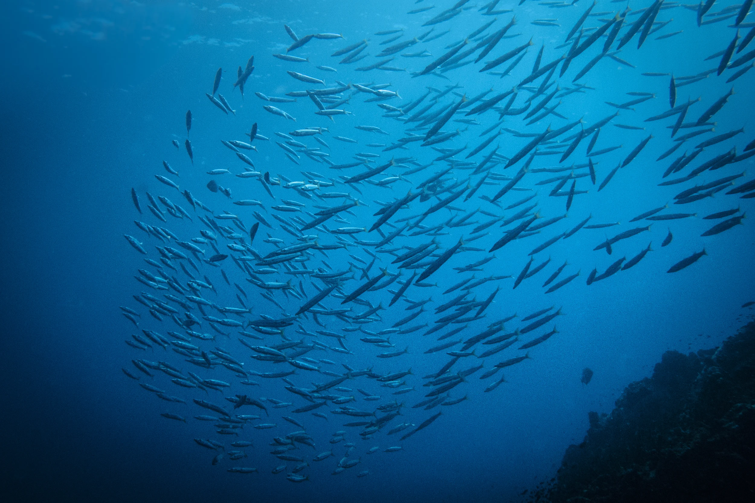201407125 Underwater_6272.jpg