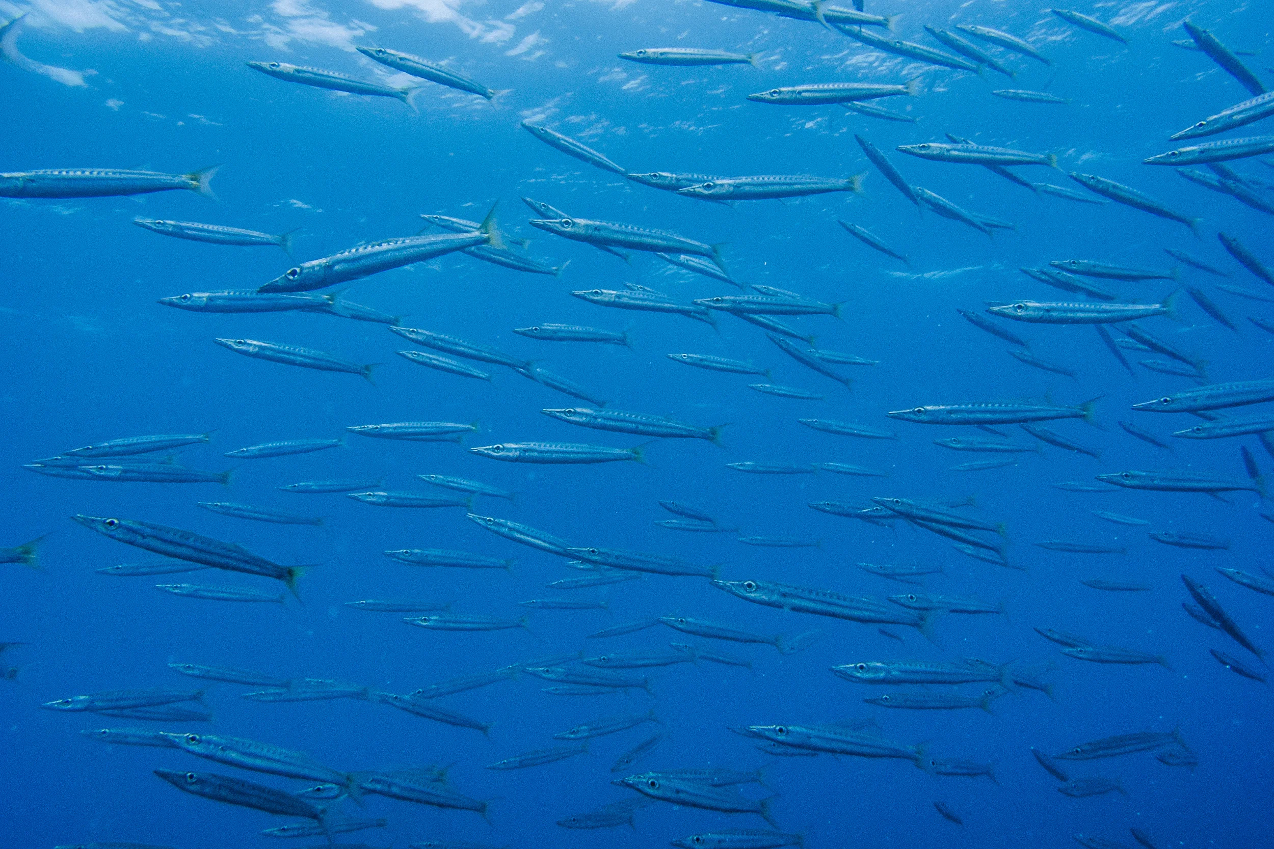 201407125 Underwater_5857.jpg