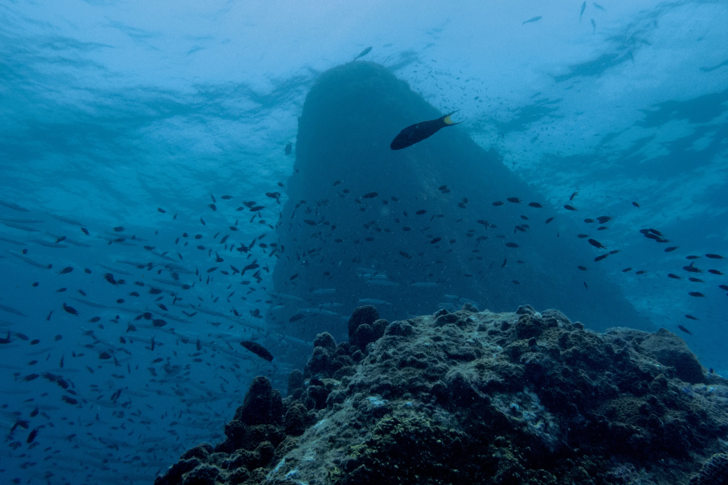 201407125 Underwater_5849.jpg
