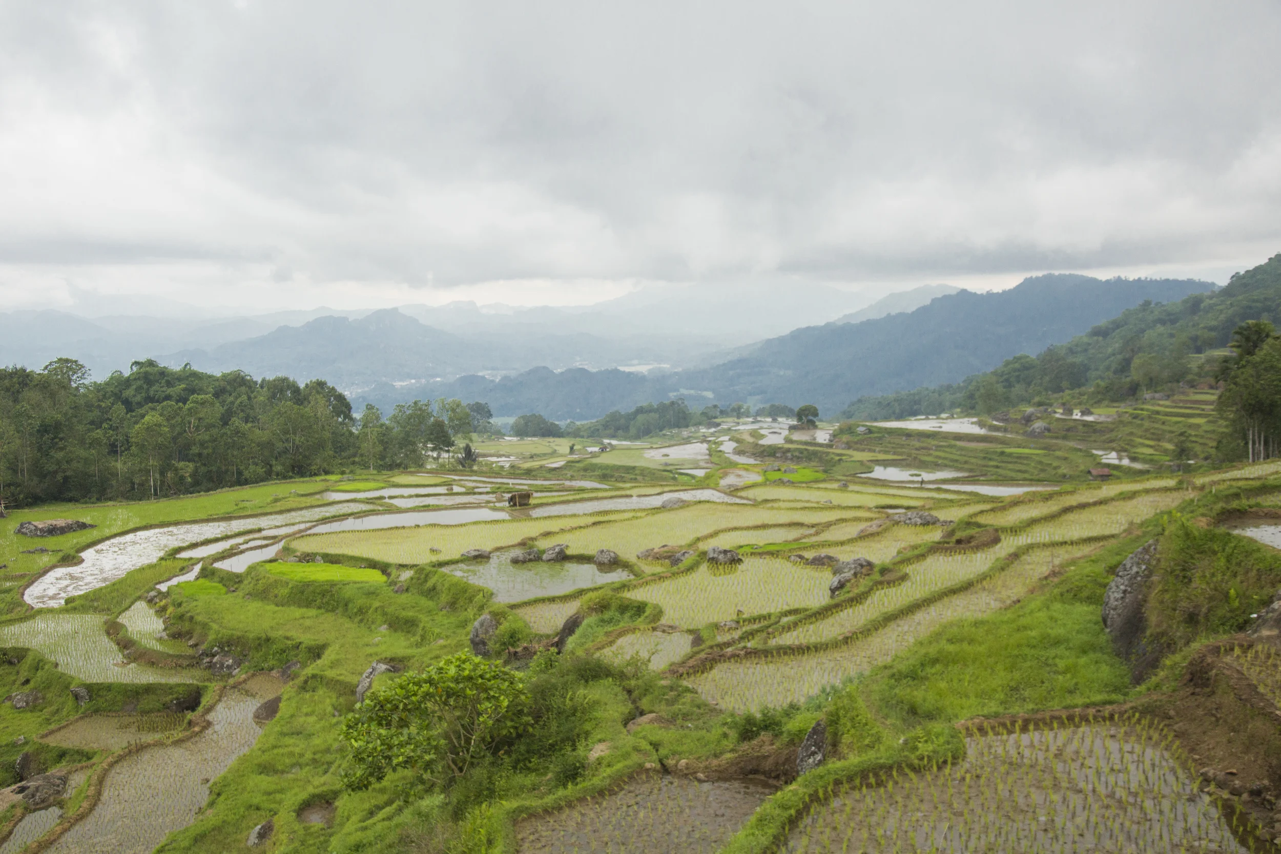 201407126 Tana Toraja_03_3519.jpg