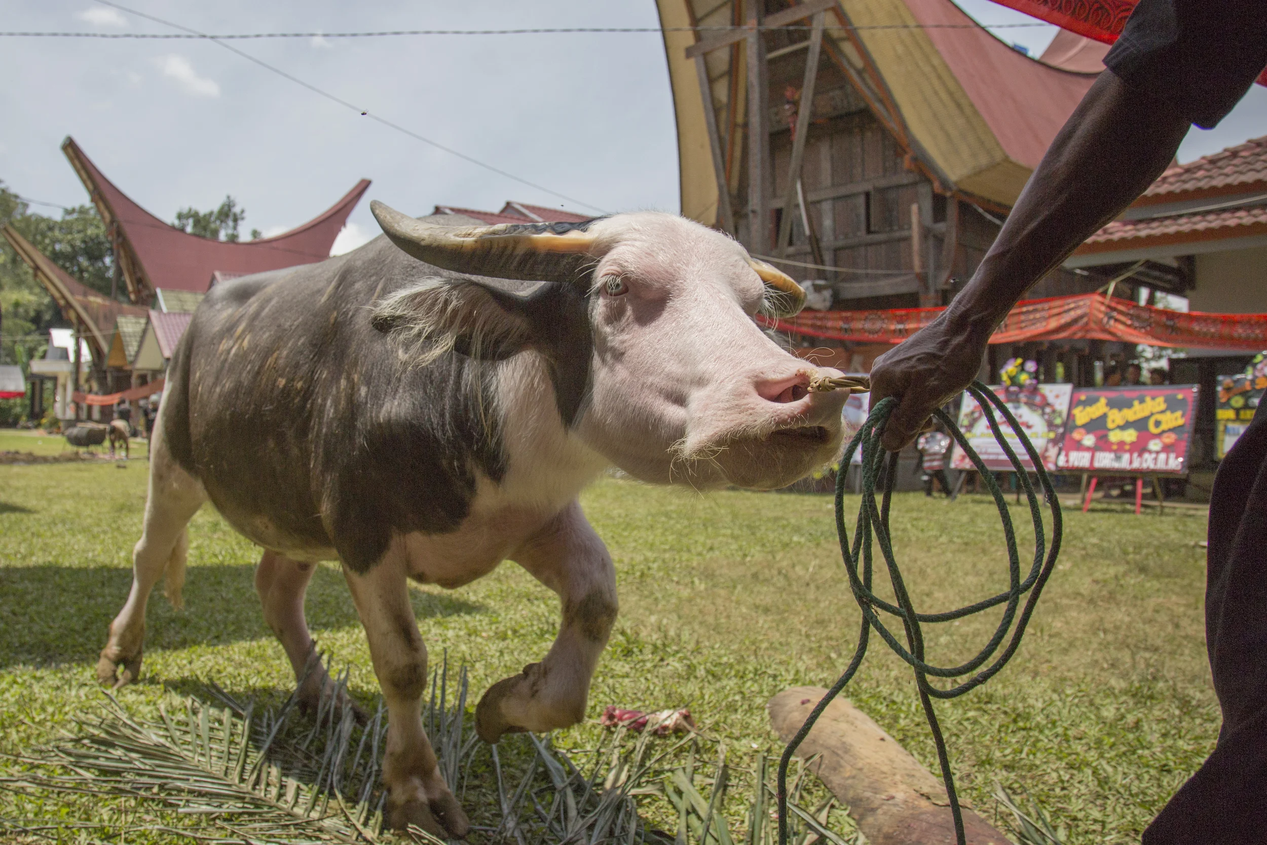 201407126 Tana Toraja_04_3255.jpg