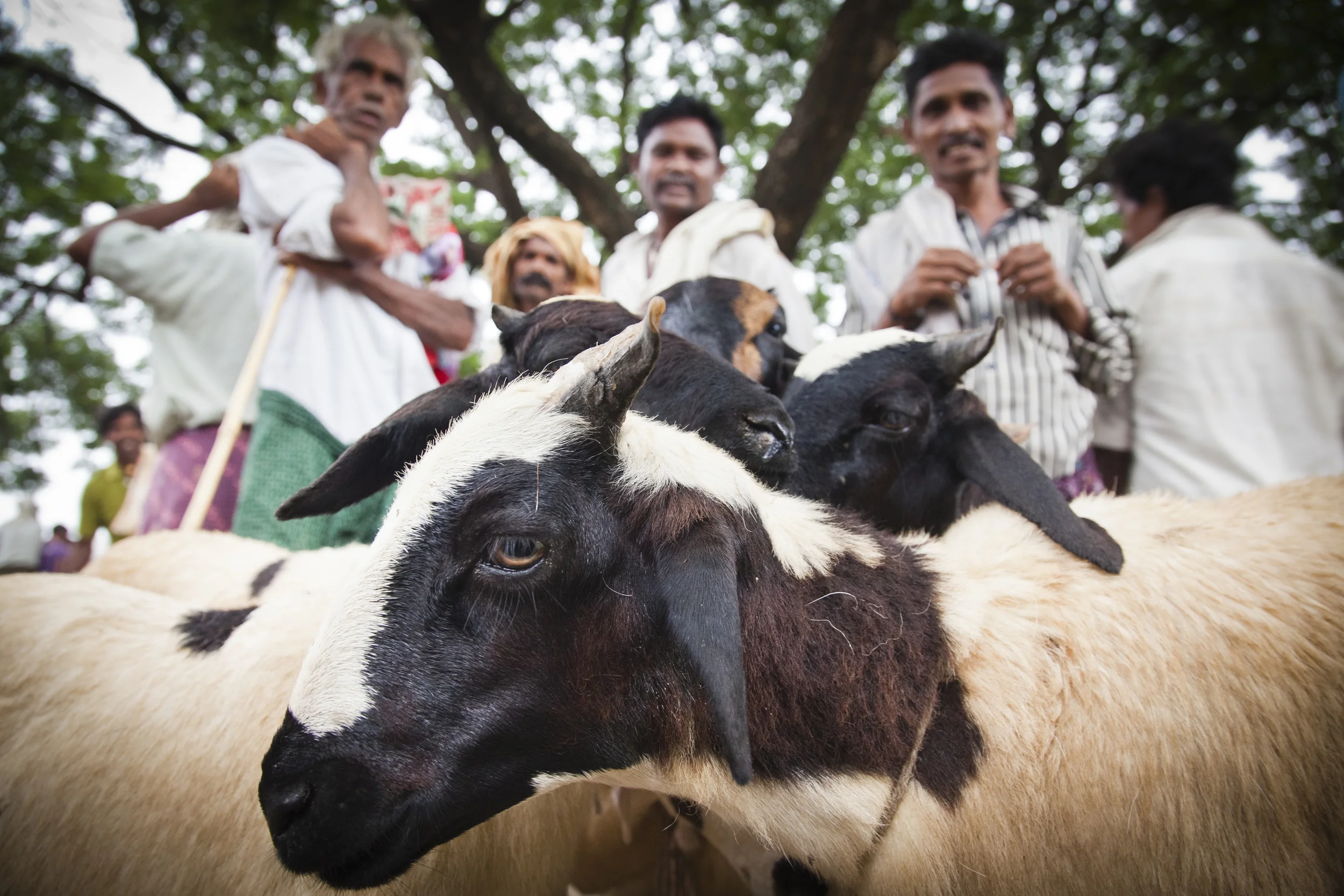 201407128 India_4617.jpg