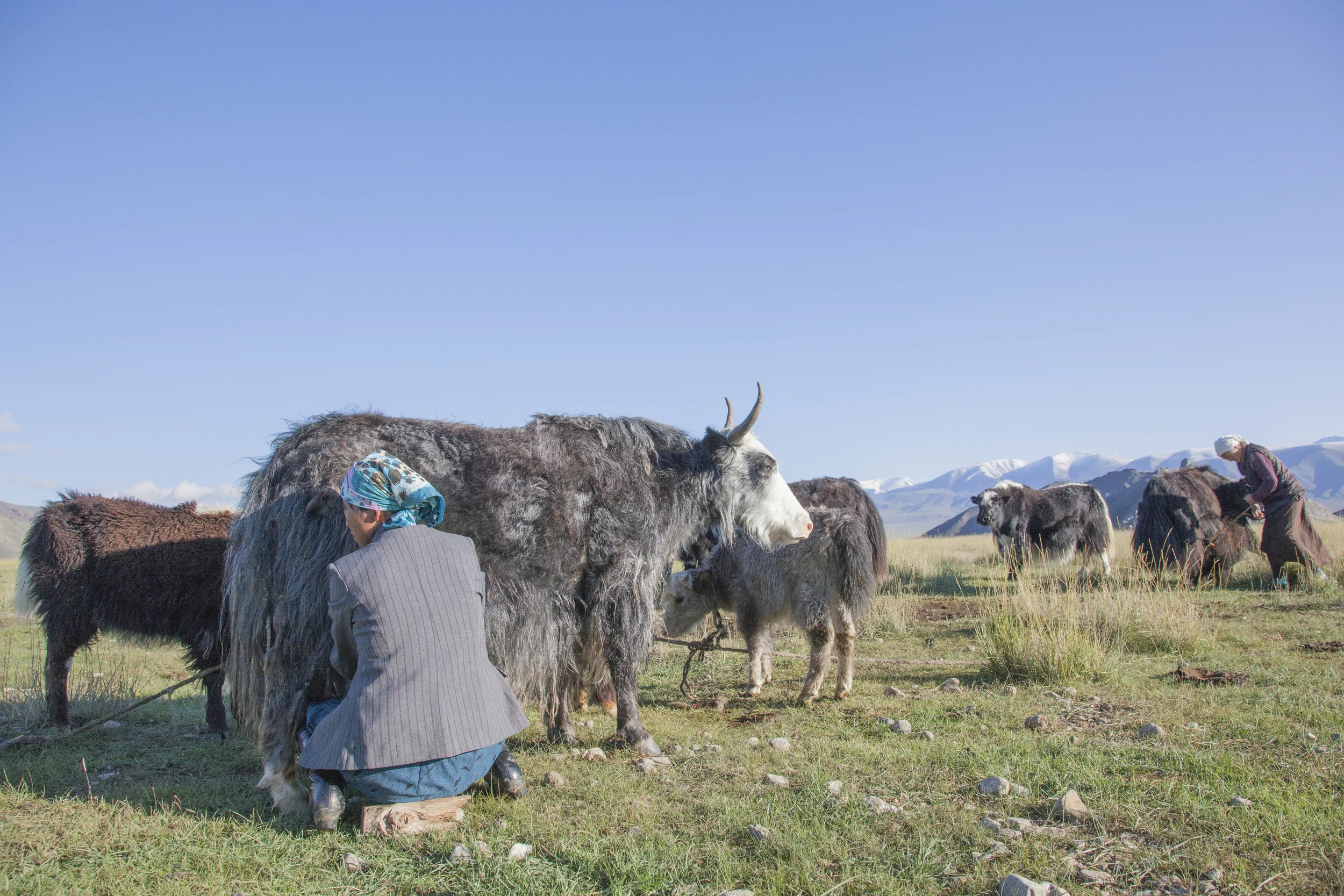 201407128 Mongolia Eagle_22_4335.jpg