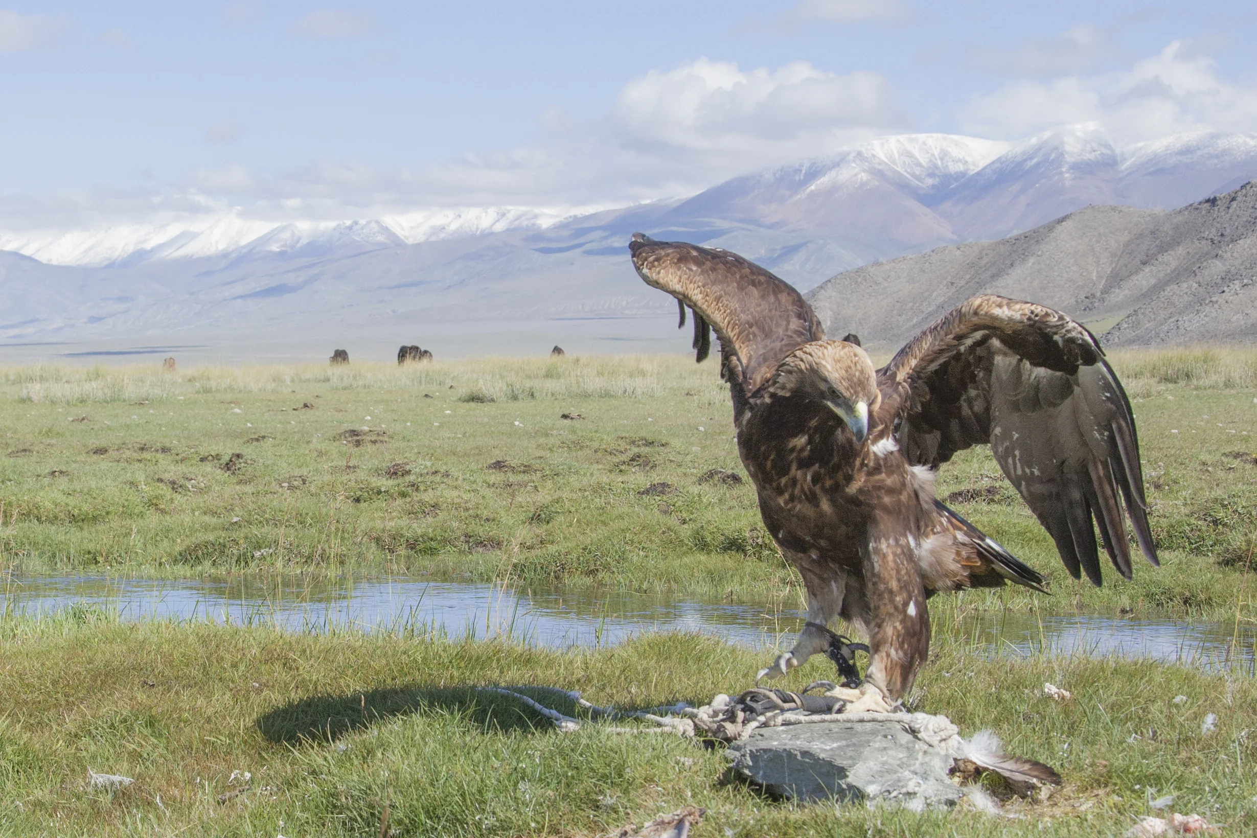 201407128 Mongolia Eagle_18_4465.jpg