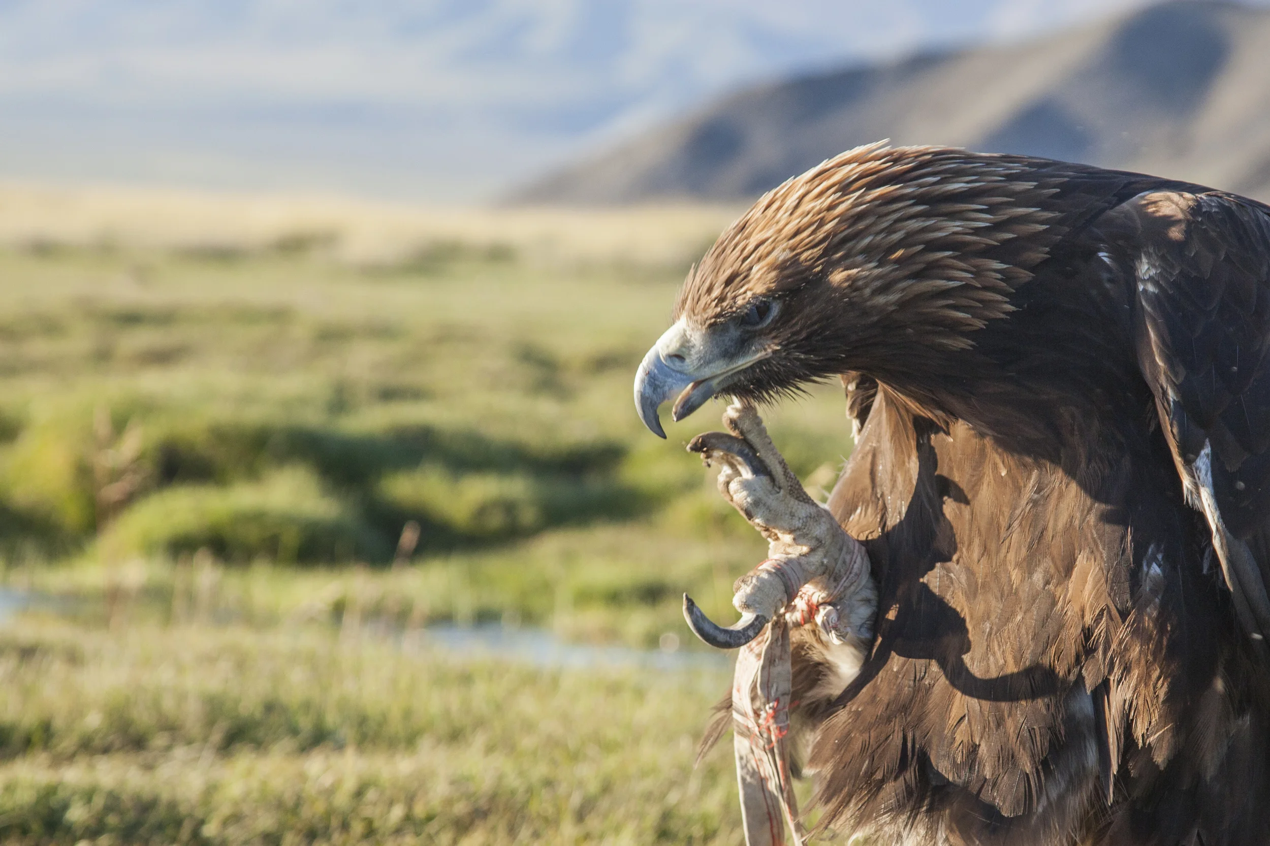 201407128 Mongolia Eagle_17_4720.jpg