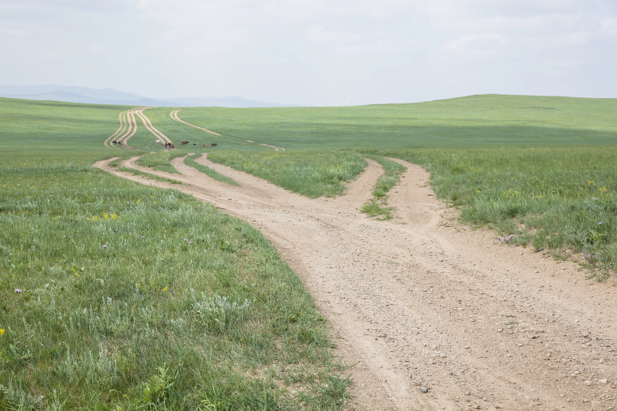 201407129 Mongolia_8345.jpg