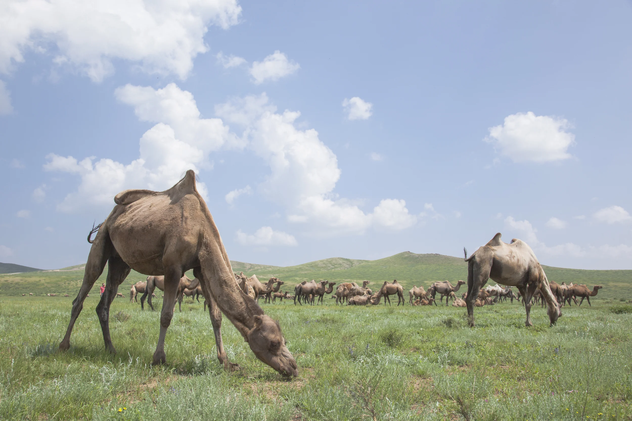 201407129 Mongolia_8060.jpg