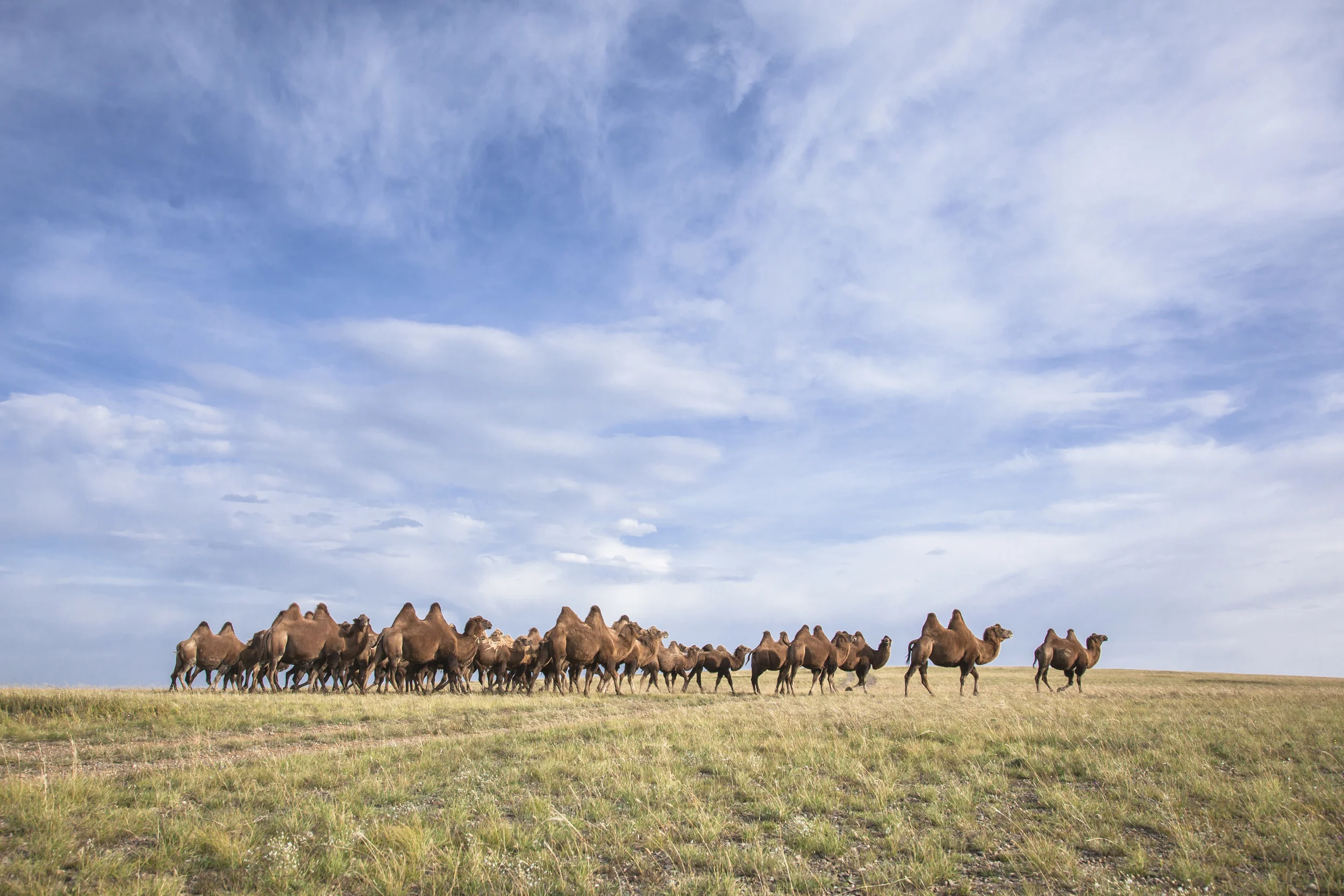 201407129 Mongolia_6686.jpg