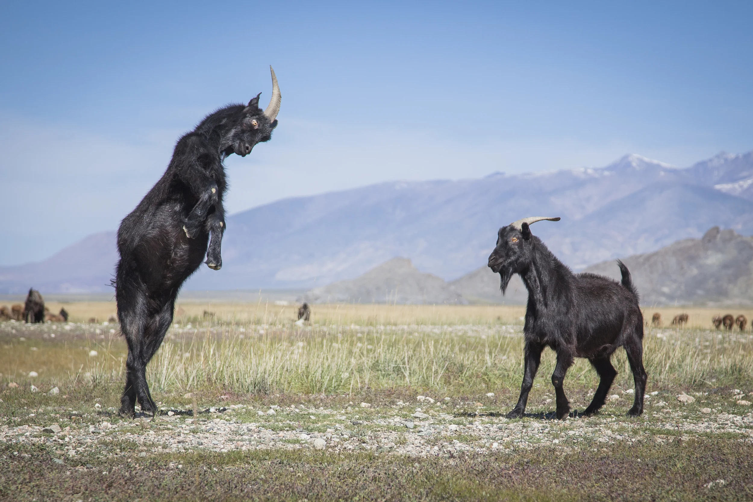 201407129 Mongolia_5356.jpg