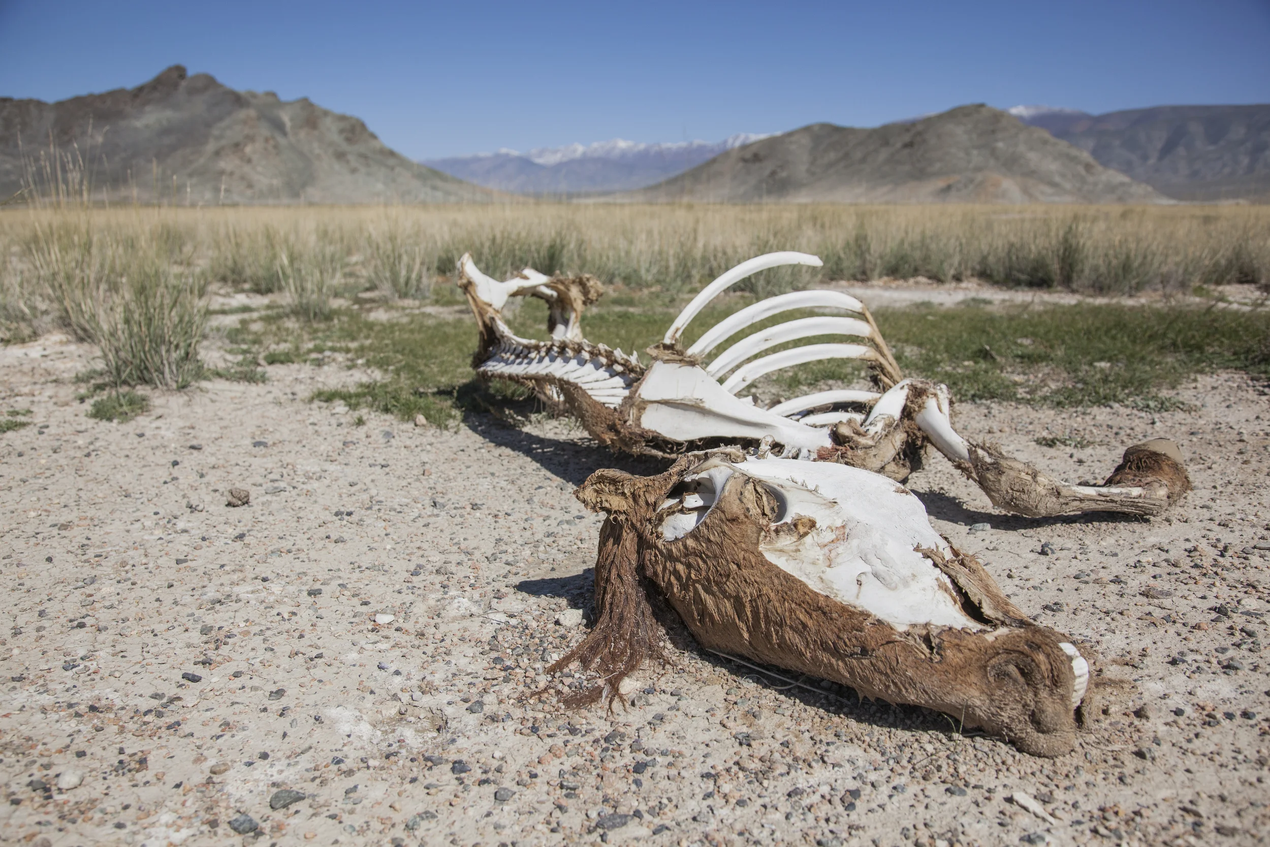 201407129 Mongolia_4898.jpg