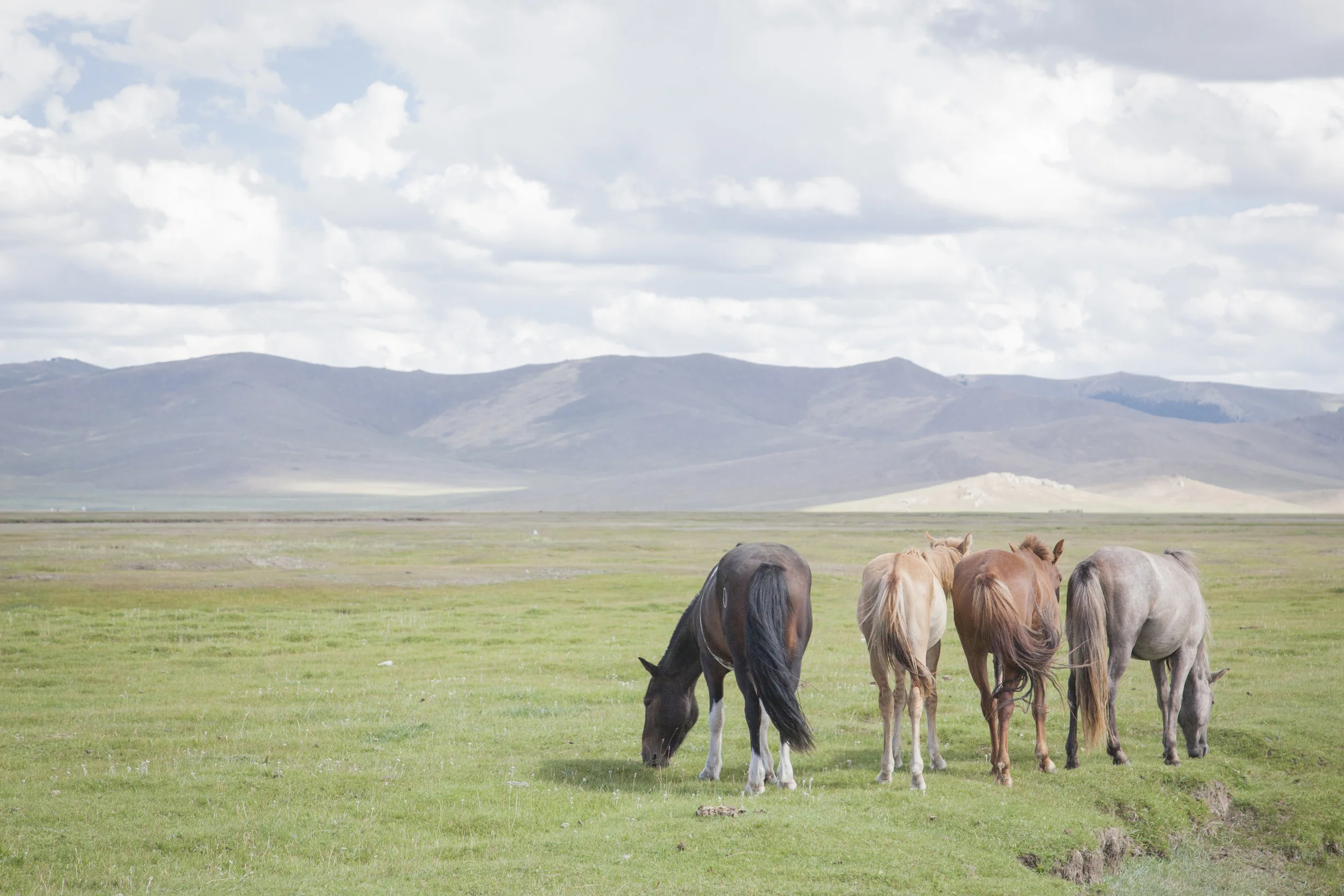201407129 Mongolia_3000.jpg