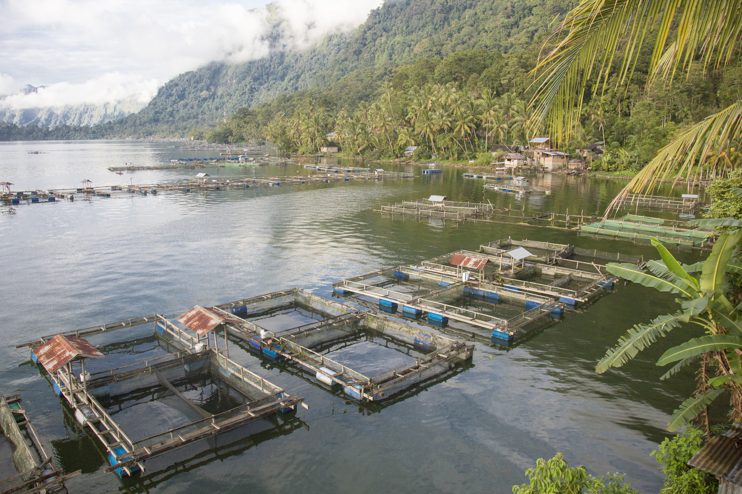 05_20150114_Maninjau_8286.jpg