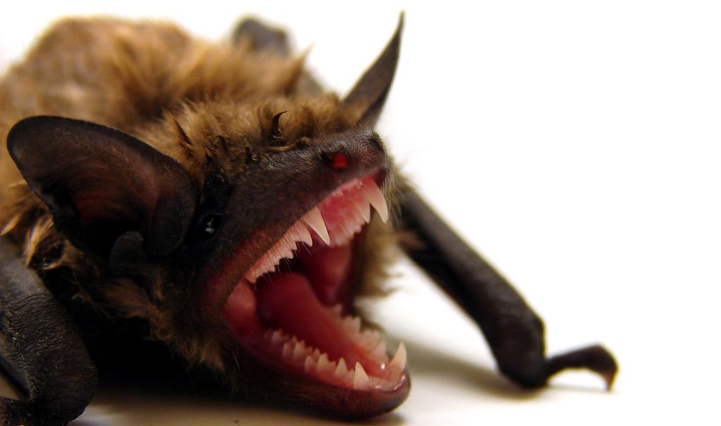 Zlat's description of the bat staring back at him Image Credit: Matt Reinbold/flickr/CC-BY-2.0 )