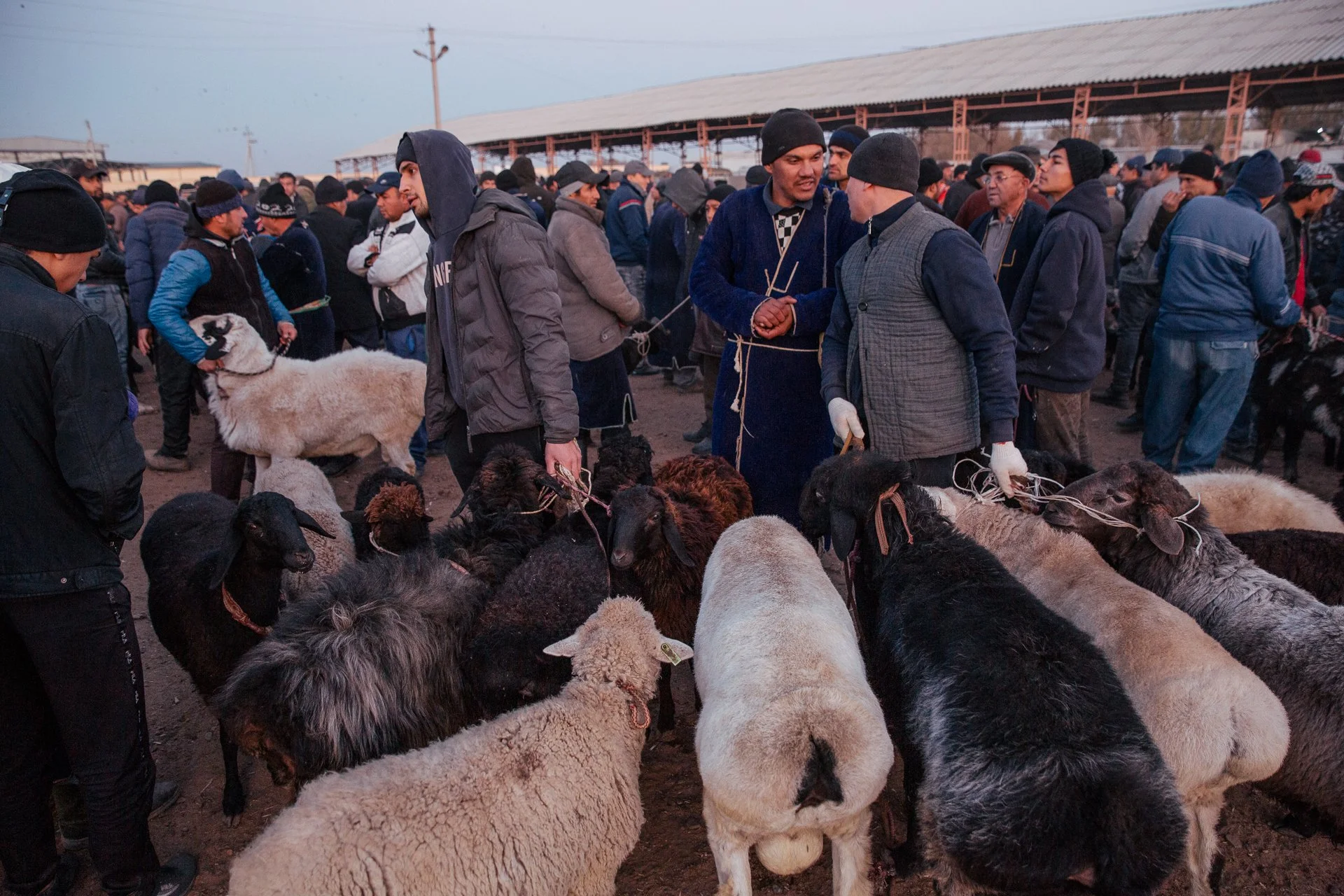 Bukhara Animal Market_8308.jpg
