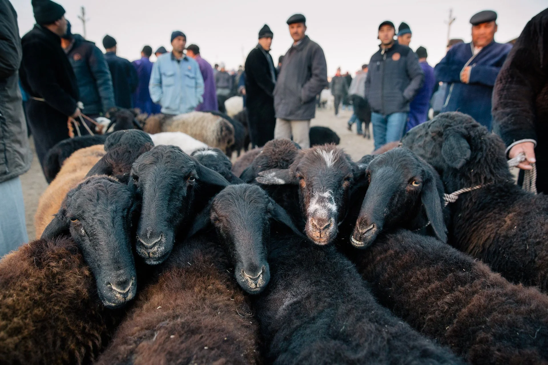 Bukhara Animal Market_8493.jpg