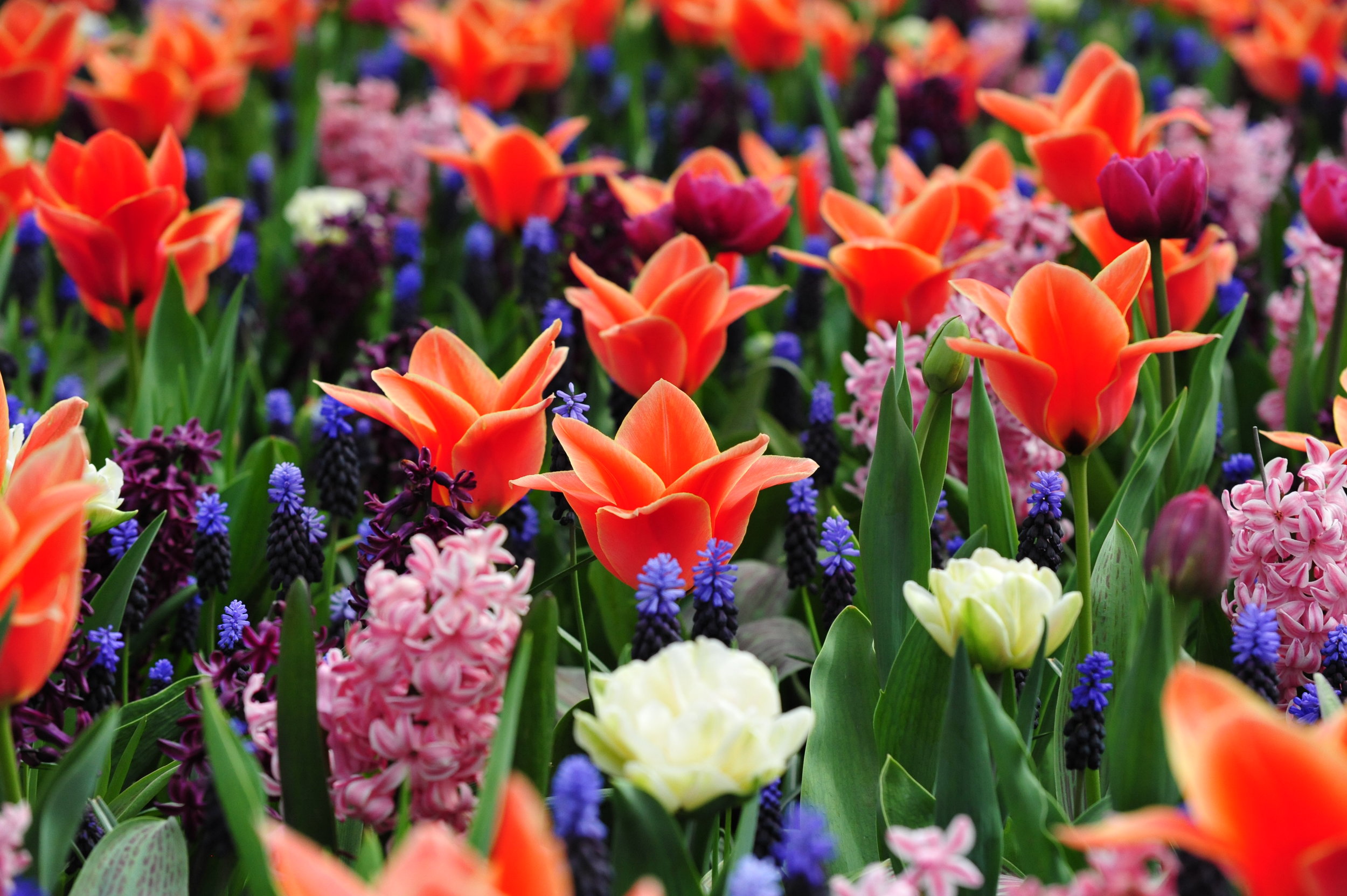 New Suffolk School Enrichment Fund Spring Plant Sale