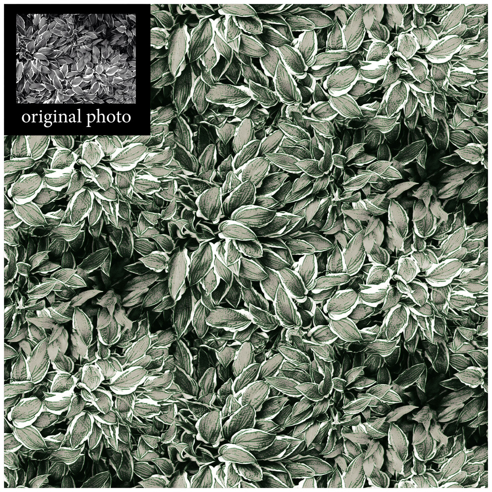 Hosta Forest- F.Oui! and Quelquefois photography.jpg