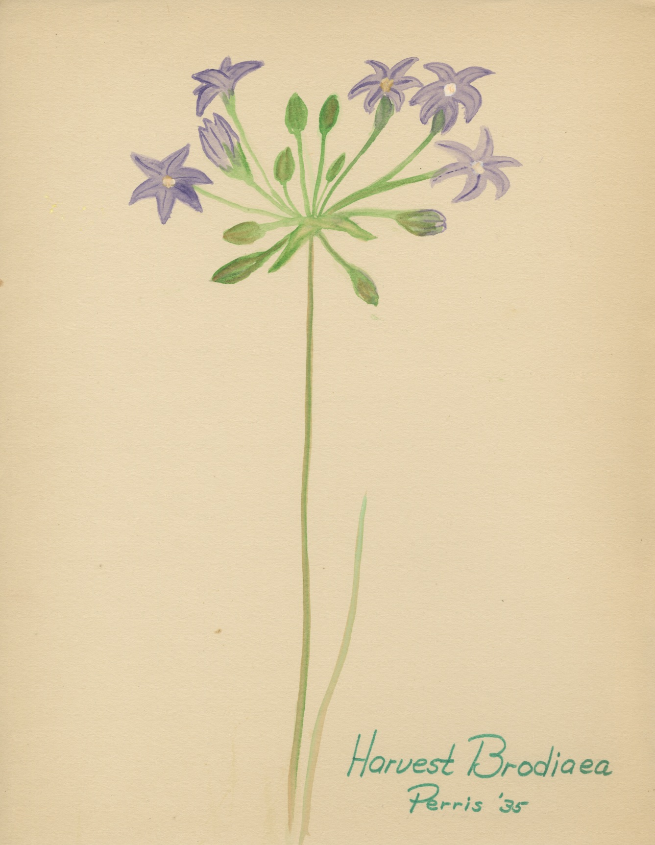 Wildflowers Perris  13.jpeg