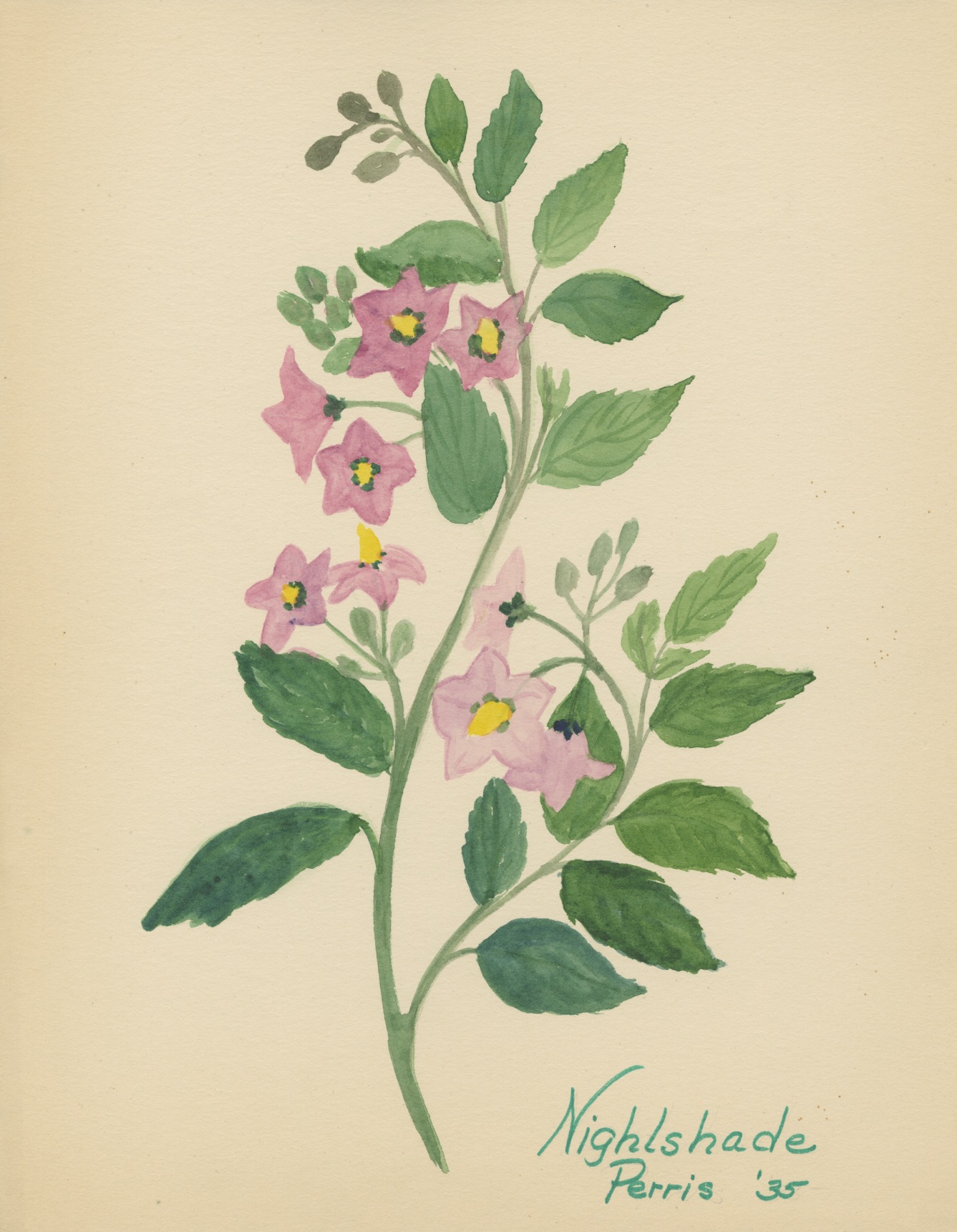 Wildflowers Perris  22.jpeg