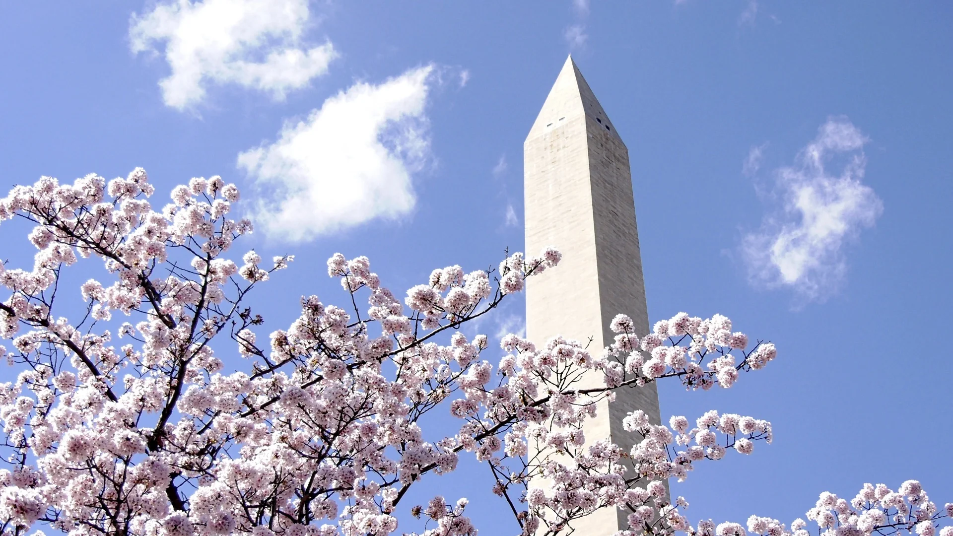 The Cherry Blossoms Peak Bloom In Washington DC