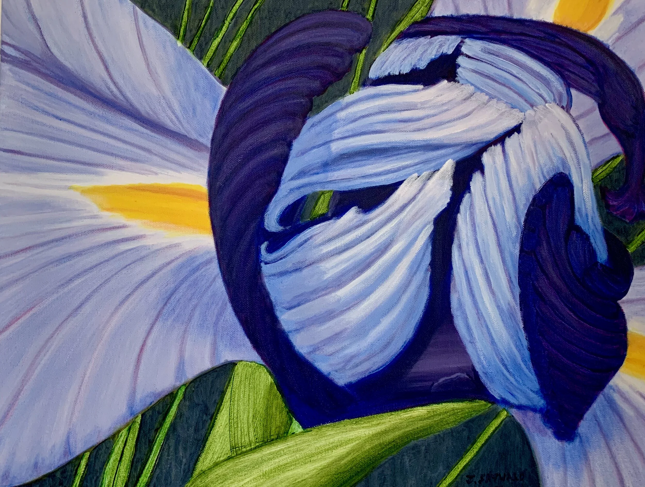 194 Iris blossom up close.jpeg