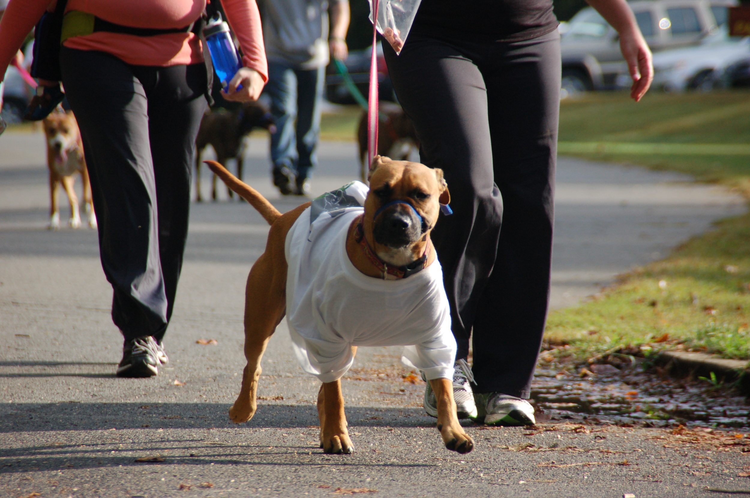 Walk For Paws 7.jpg