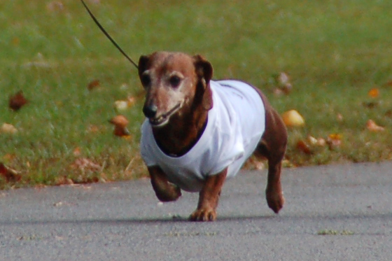 Walk For Paws 3.jpg