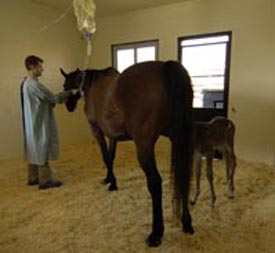 Veterinary Medicine