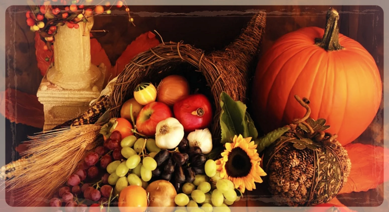 Coyote Cornucopia Blog