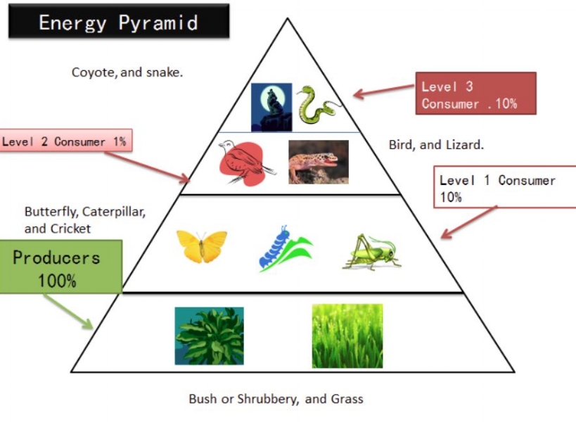 energy pyramid.JPG