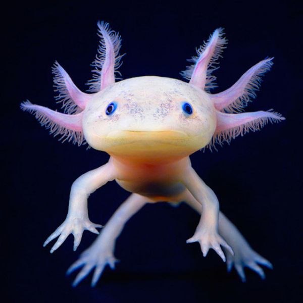 This is an axolotl