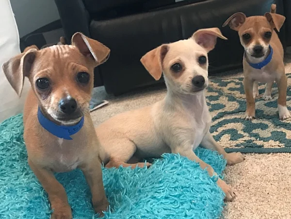 Arnold, Alphie, & Rosebud