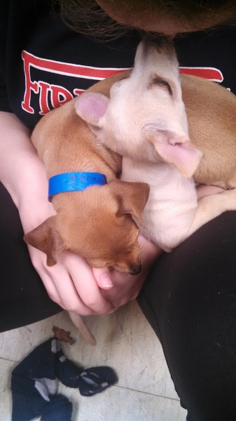 puppies03.jpg
