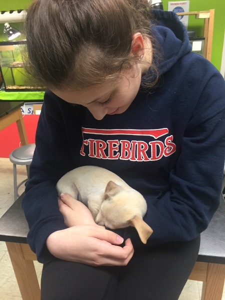 puppies07.jpg