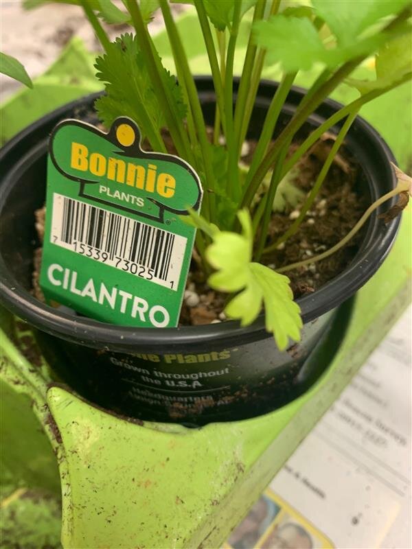 cilantro.jpg