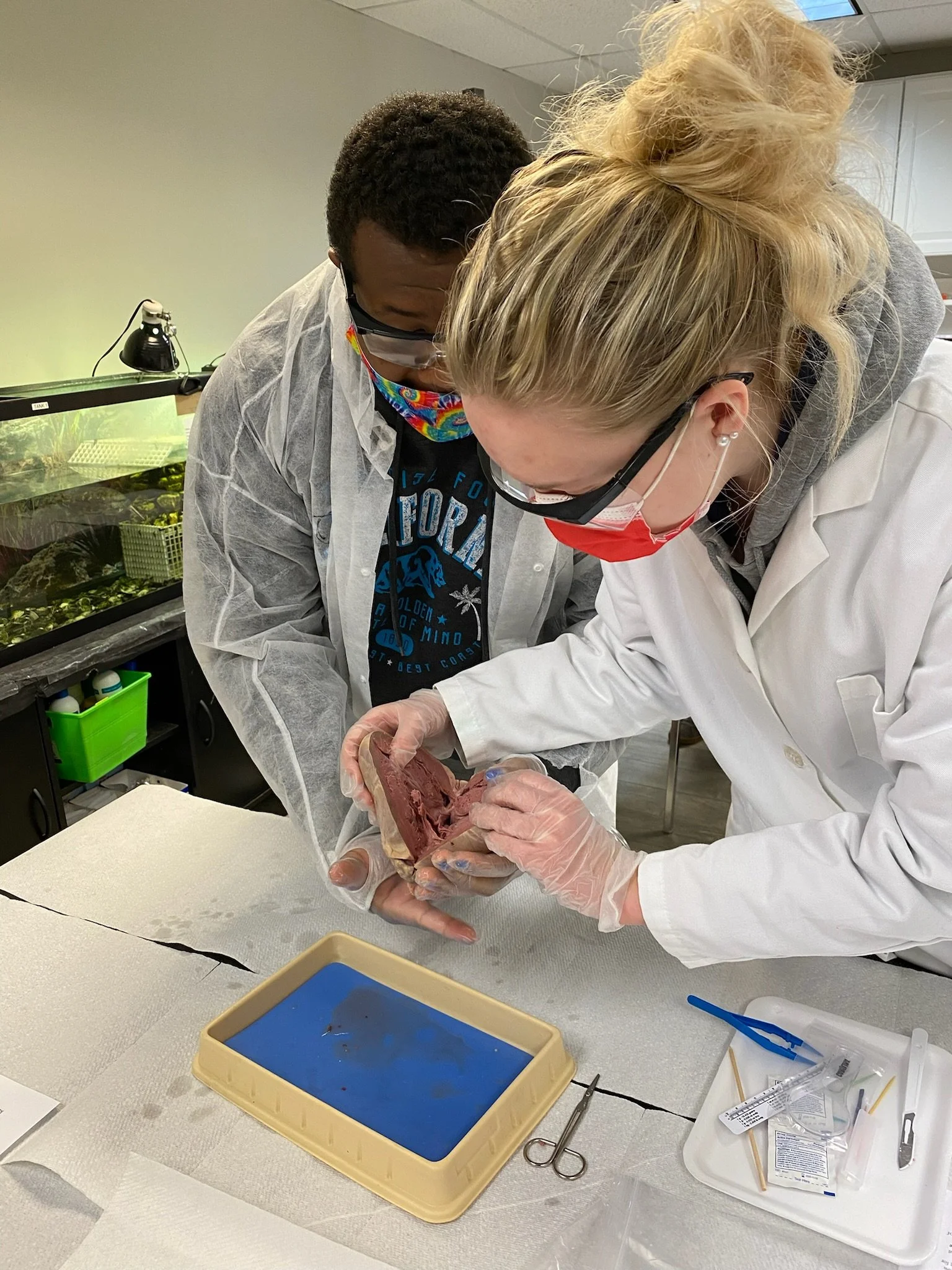 Pig Heart Dissections
