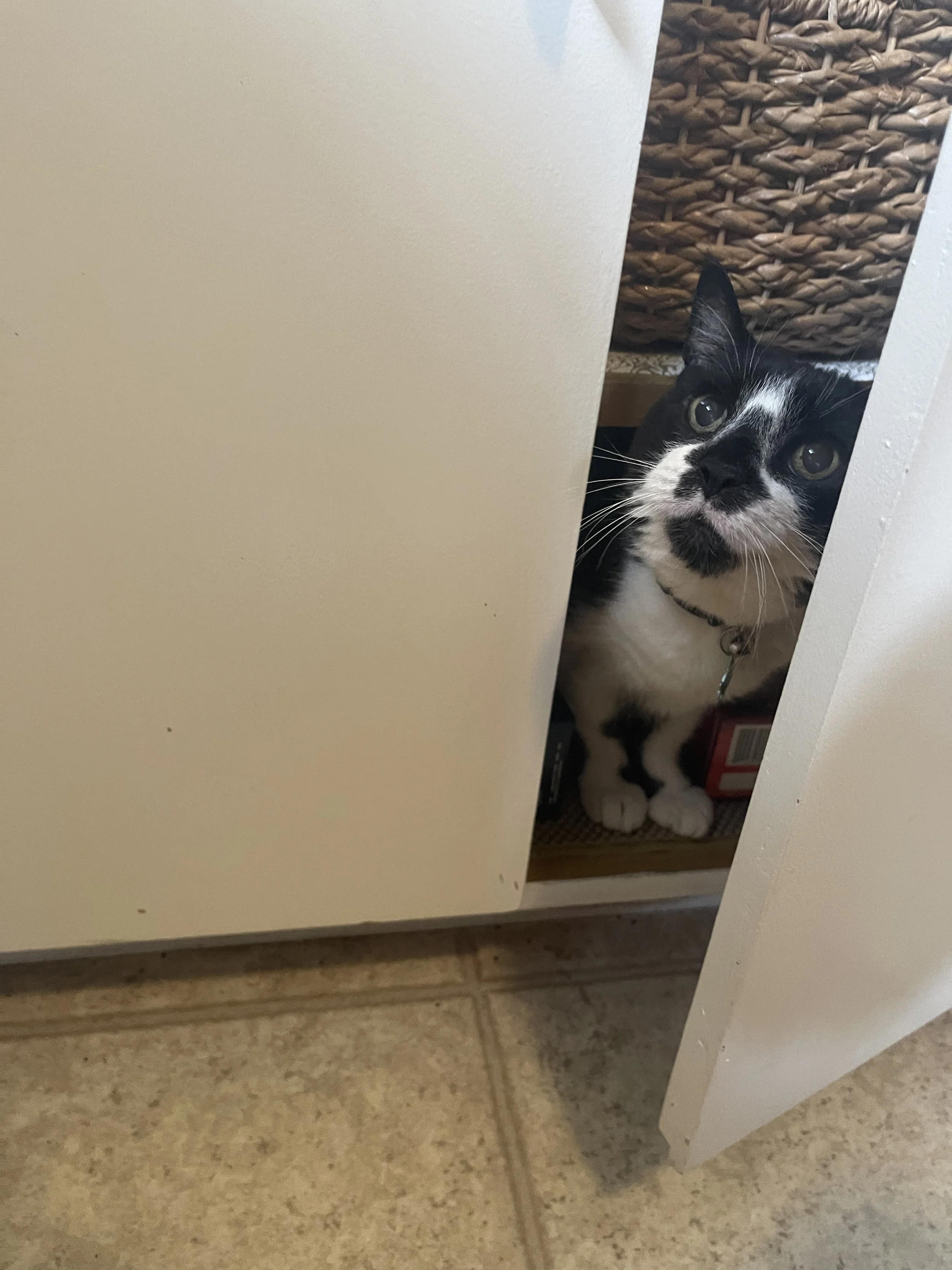 Otis.jpeg